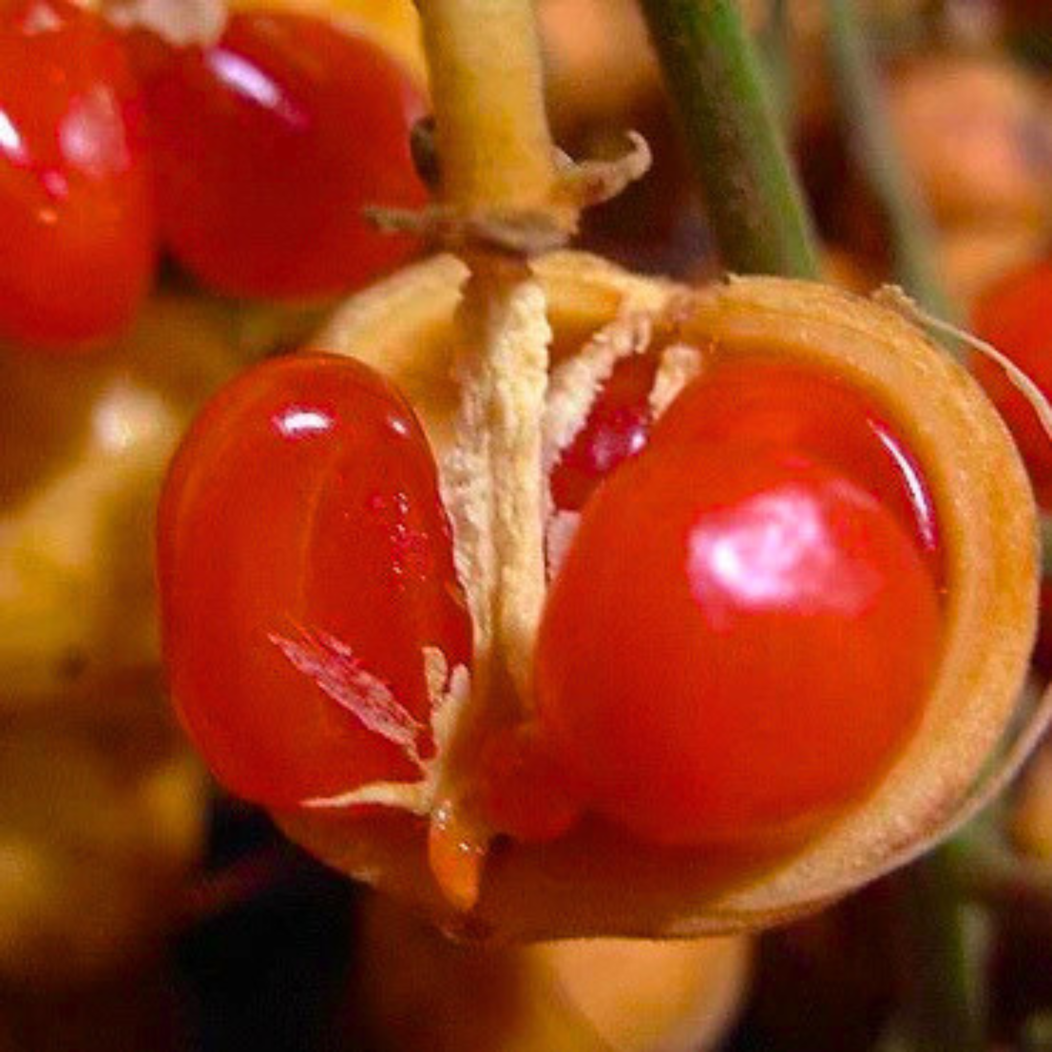 VL Buah Jentik (Baccaurea polyneura) Fruit Live Plant - view 4