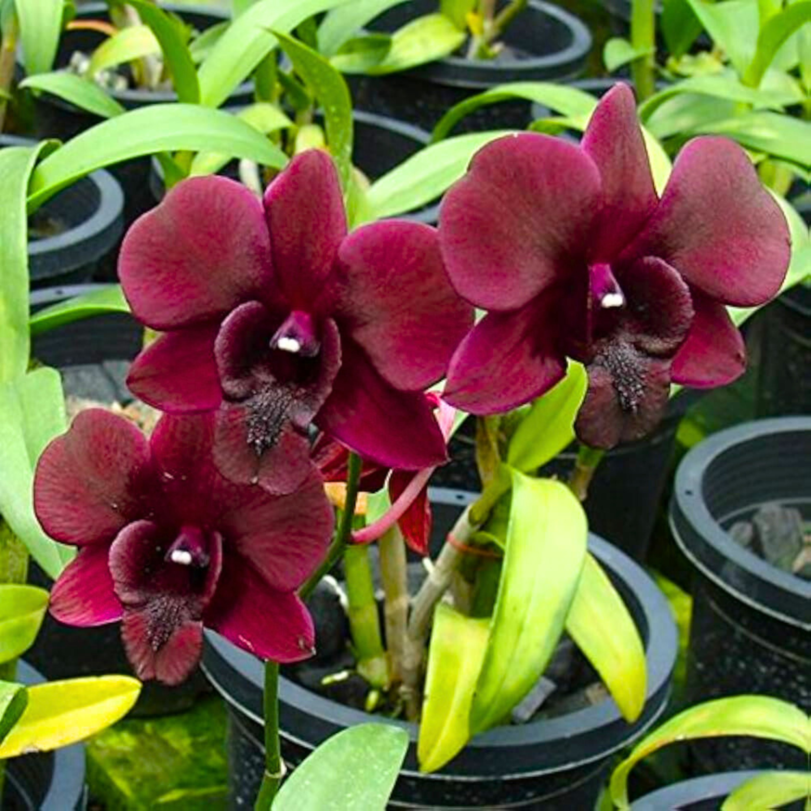 DZ Dendrobium Black Pearl - view 2