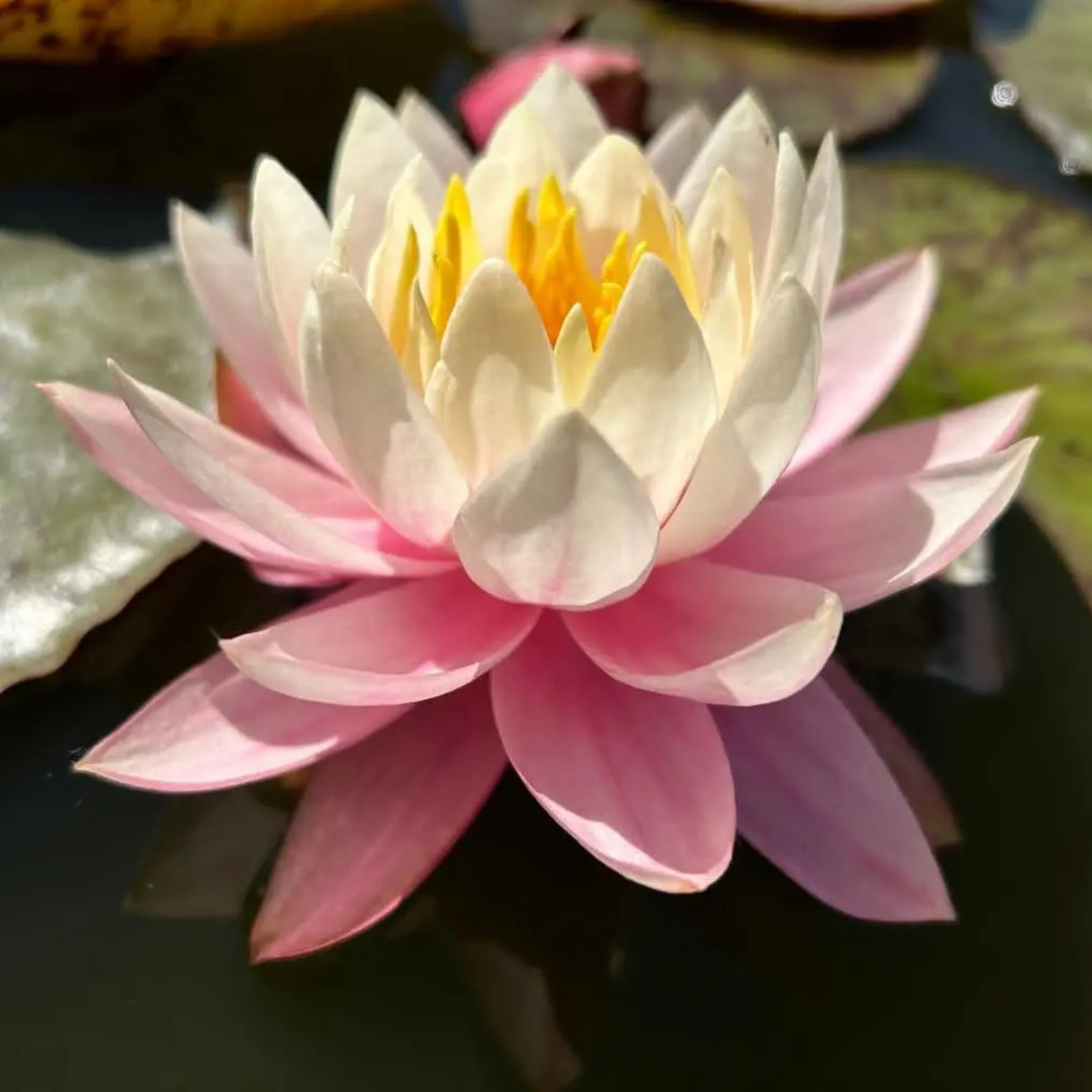 DZ Nymphaea Myra - view 3