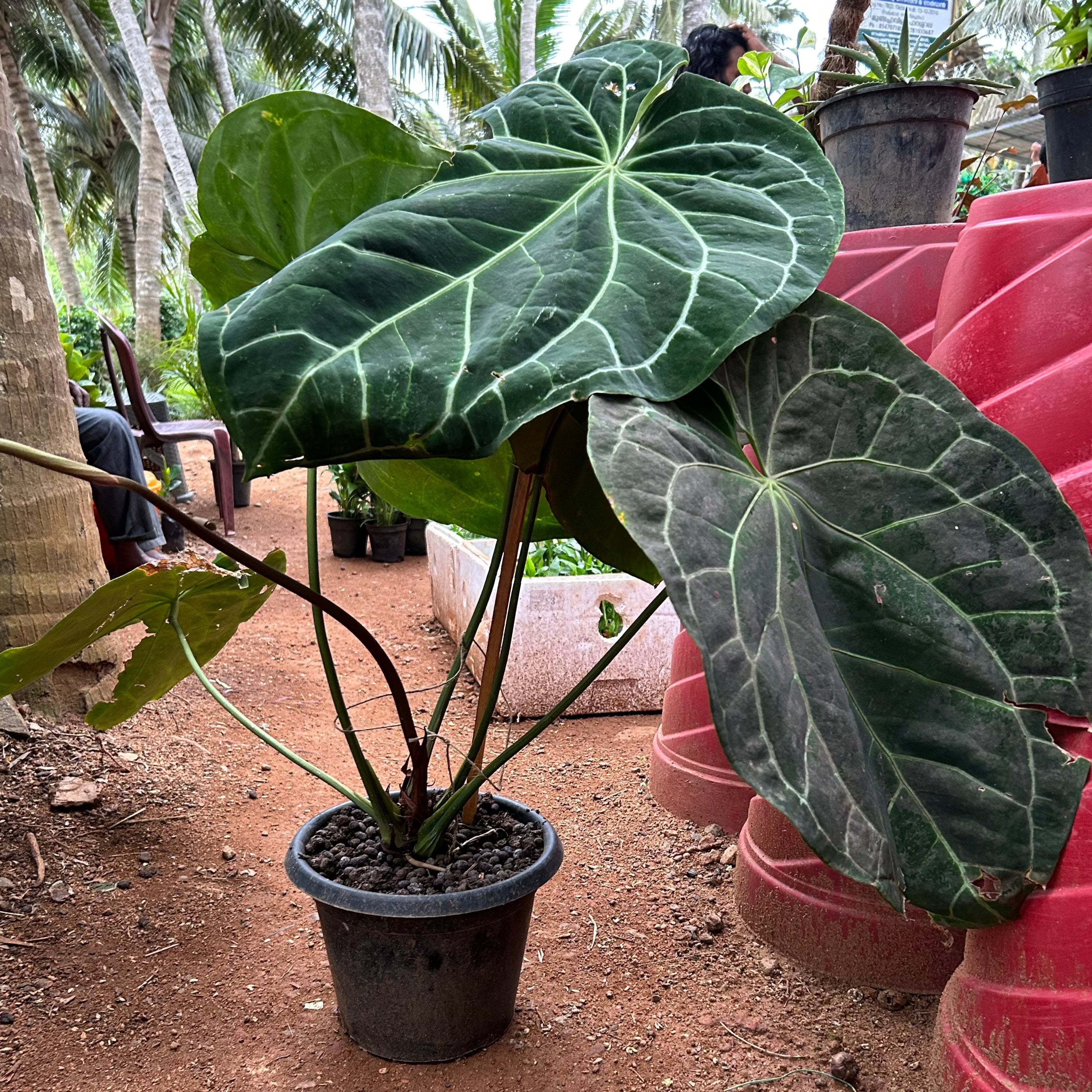 MR Anthurium Magnificum (Big Size) Rare Indoor Live Plant - view 2
