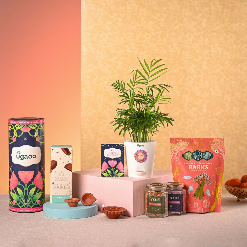 Ugaoo Bamboo Palm Plant & Bombay Sweet Shop Diwali Gift Hamper