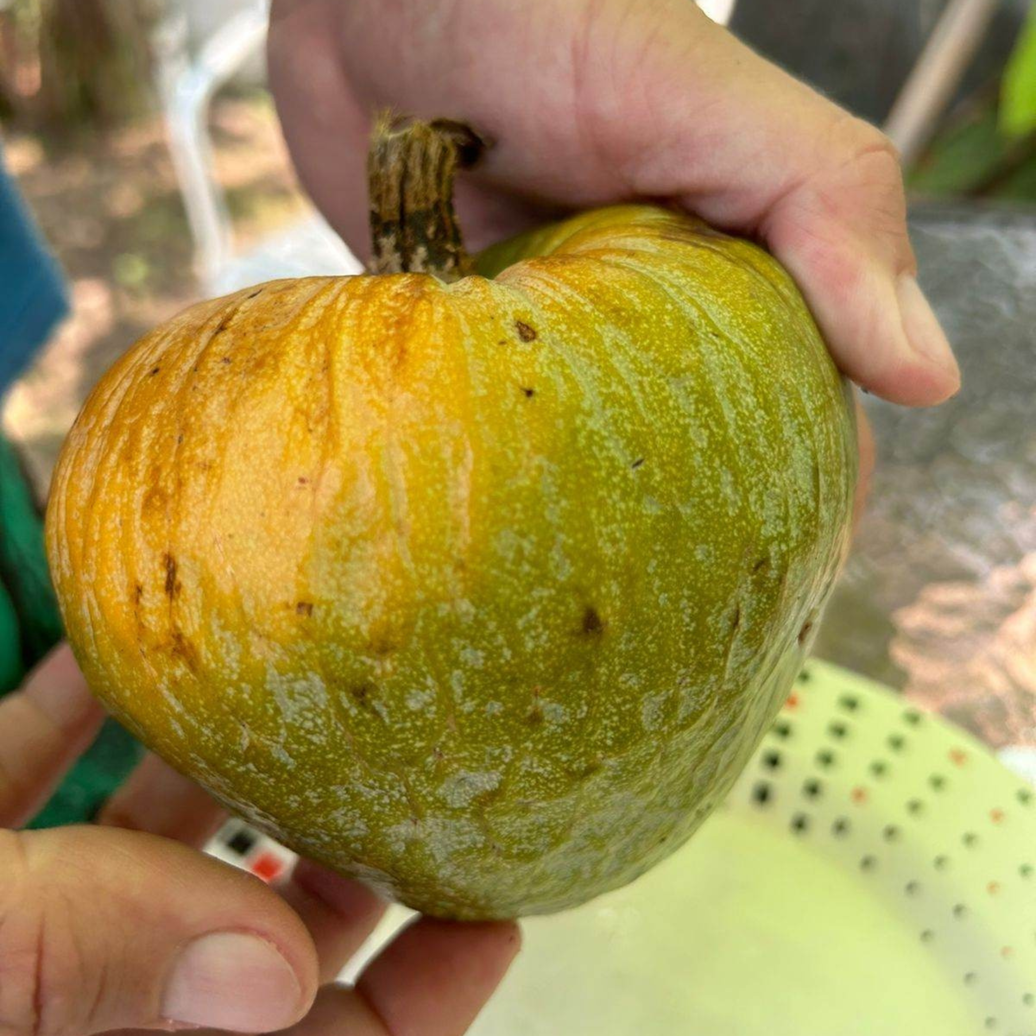 VL Phinta (Annona reticulata) Fruit Live Plant - view 2