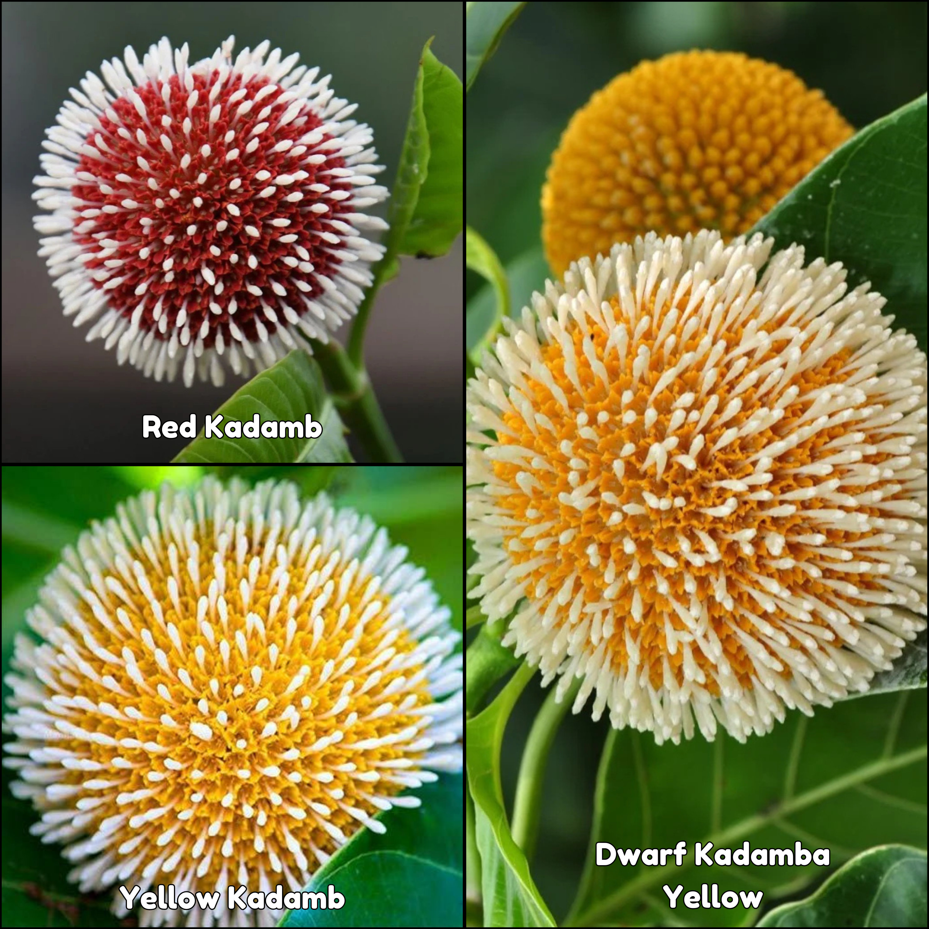 MR Kadamb Flowering Plants Combo - view 4