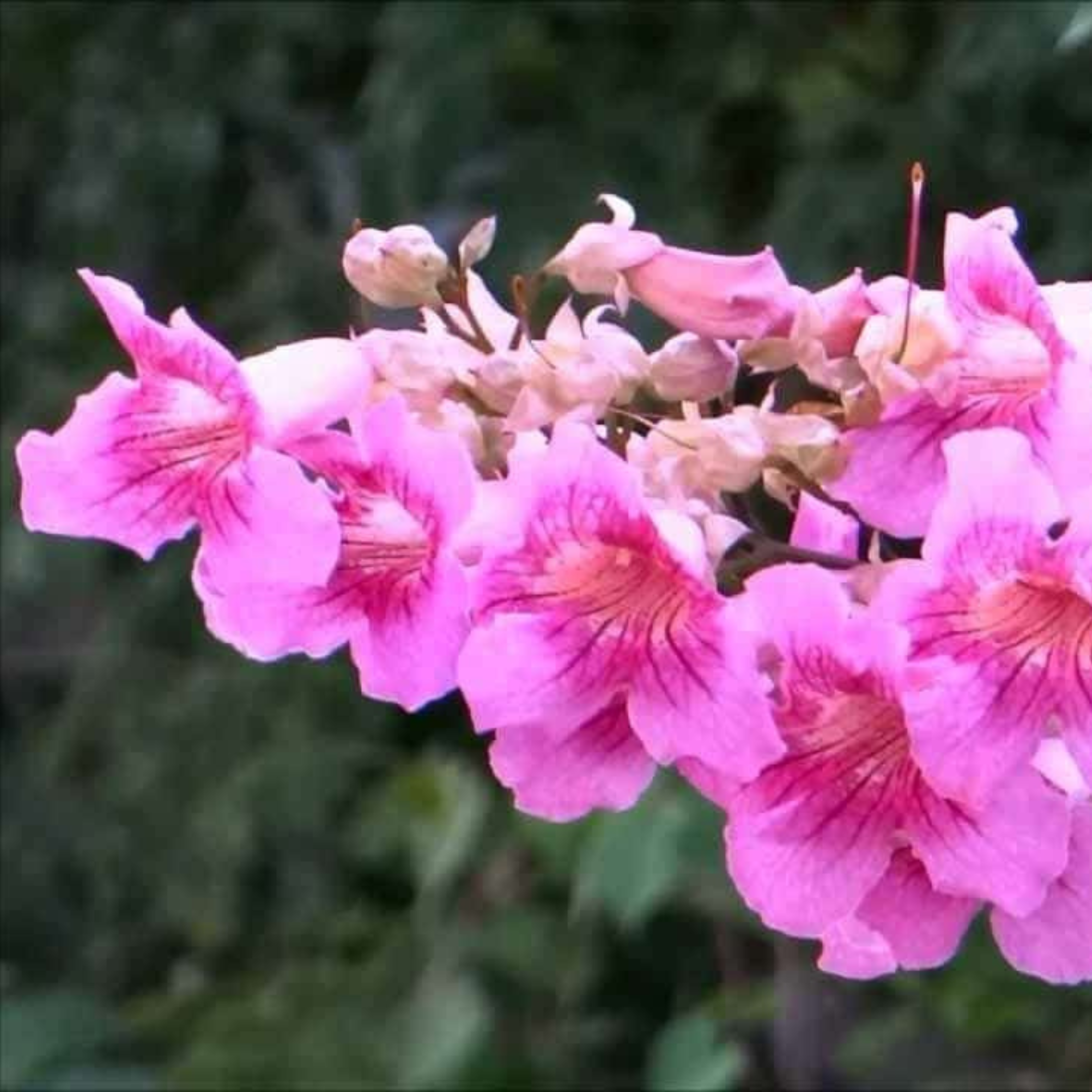 DZ Tecoma Pink All Time Flowering Live Plant - view 2