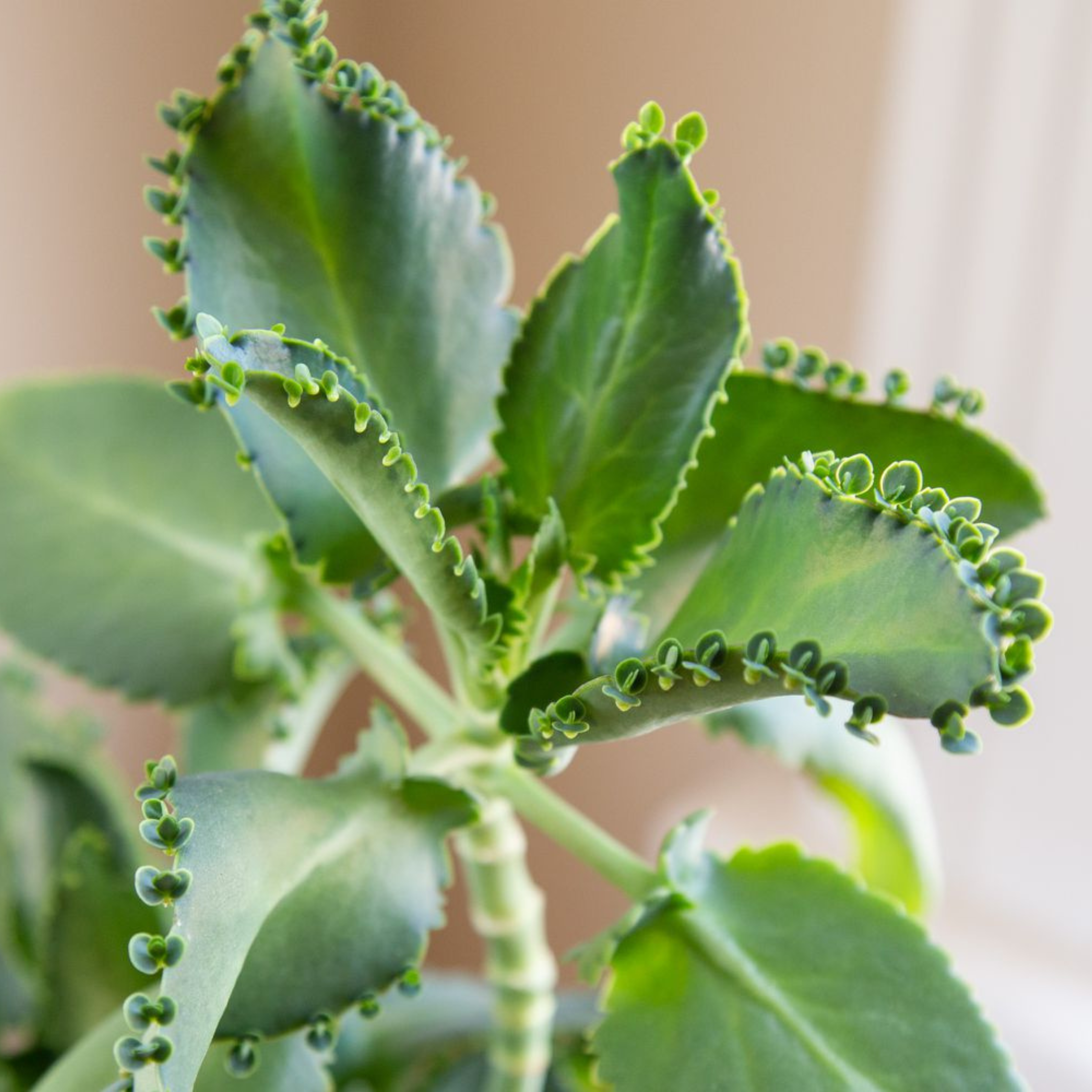 DZ Mother of Thousands (Kalanchoe daigremontian) Succulent Live Plant