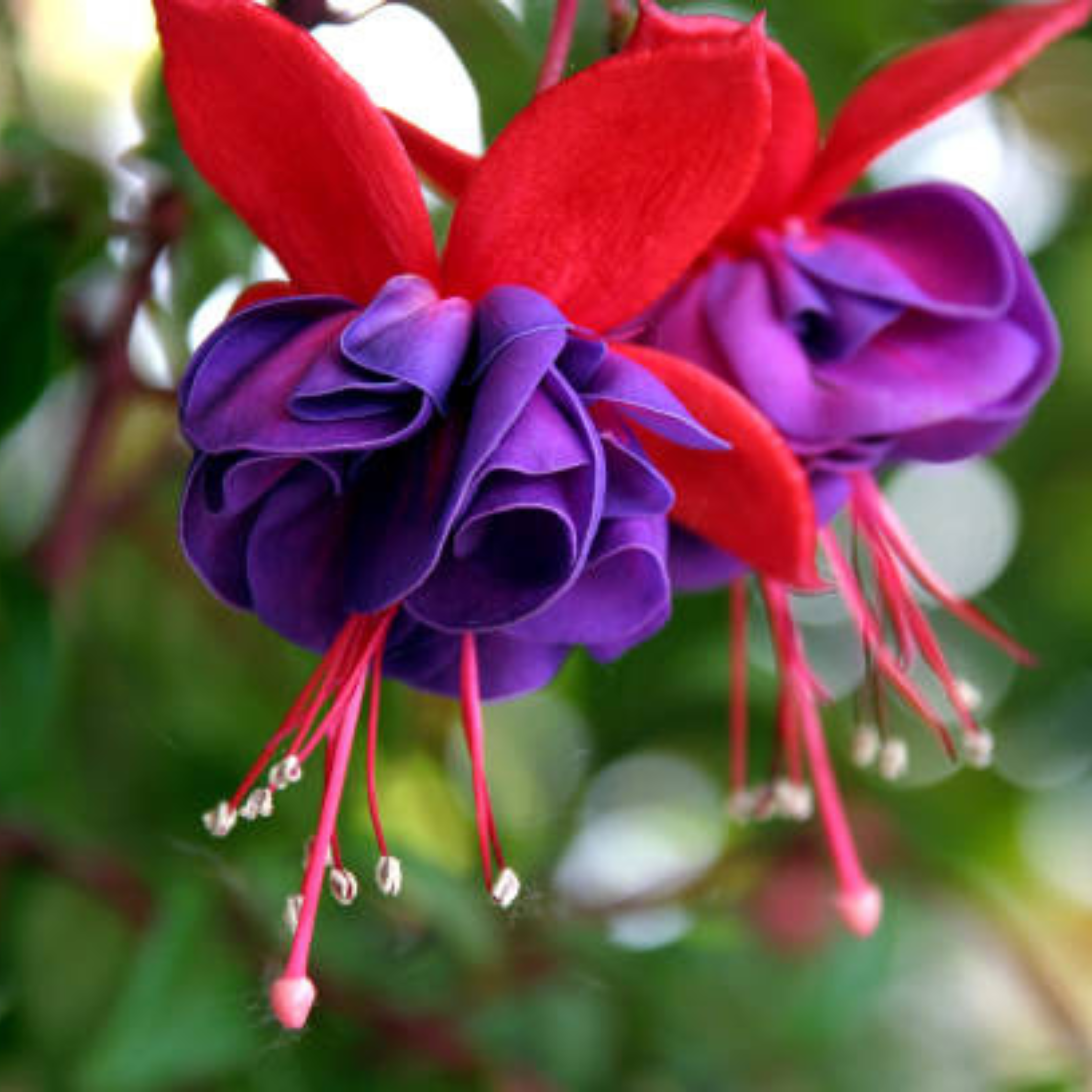 MR Fuchsia Purple (Fuchsia magellanica) Rare All Time Flowering Live Plant