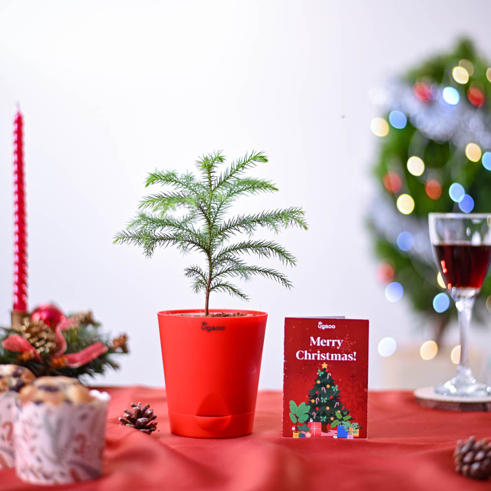 Ugaoo X-Mas Tree Plant Christmas Gift - view 2