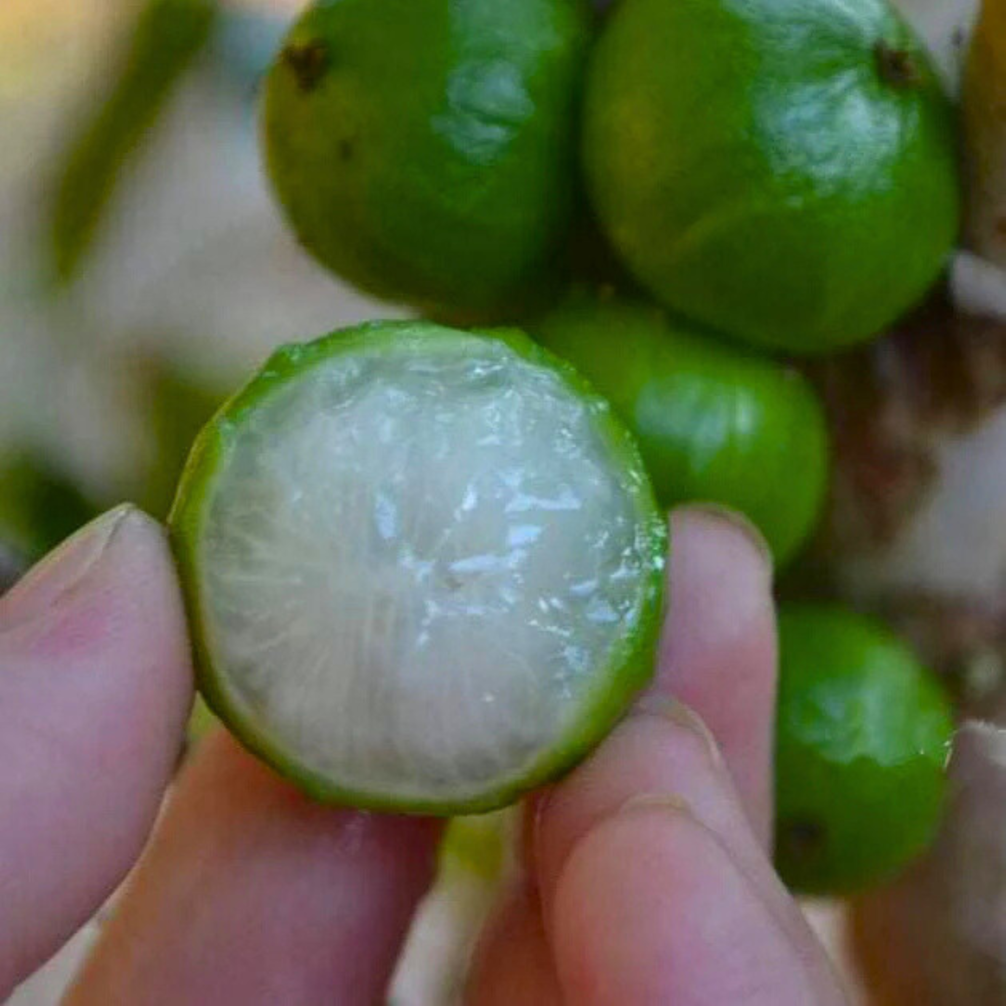 VL White Honey Jaboticaba (Aurean Full Moon) Fruit Live Plant - view 4