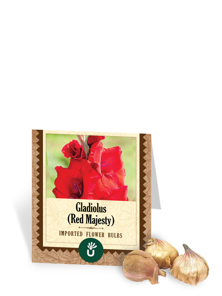 Ugaoo Red Majesty Gladiolus Bulbs