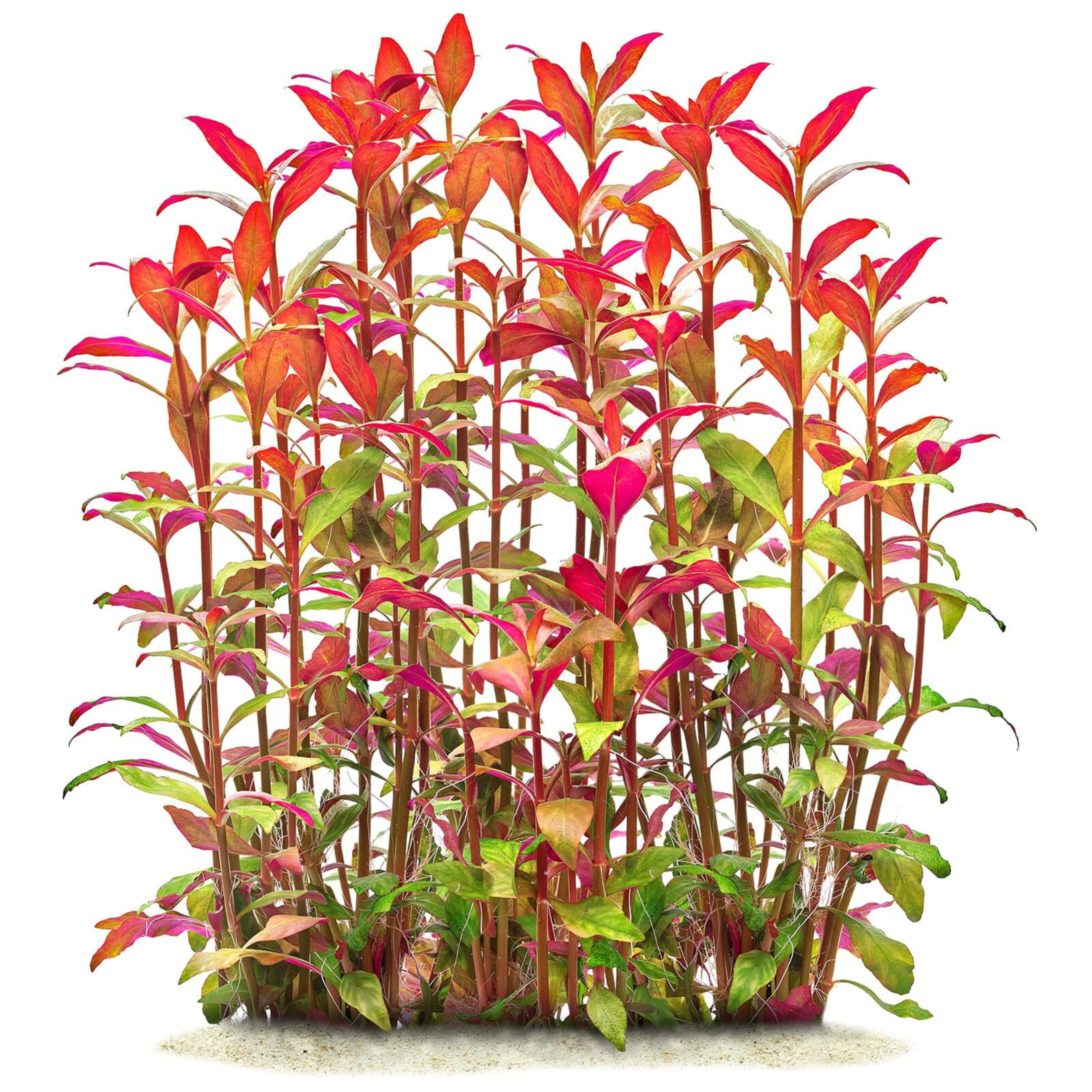 MRWP Alternanthera Reineckii Aquarium Live Plant - view 2