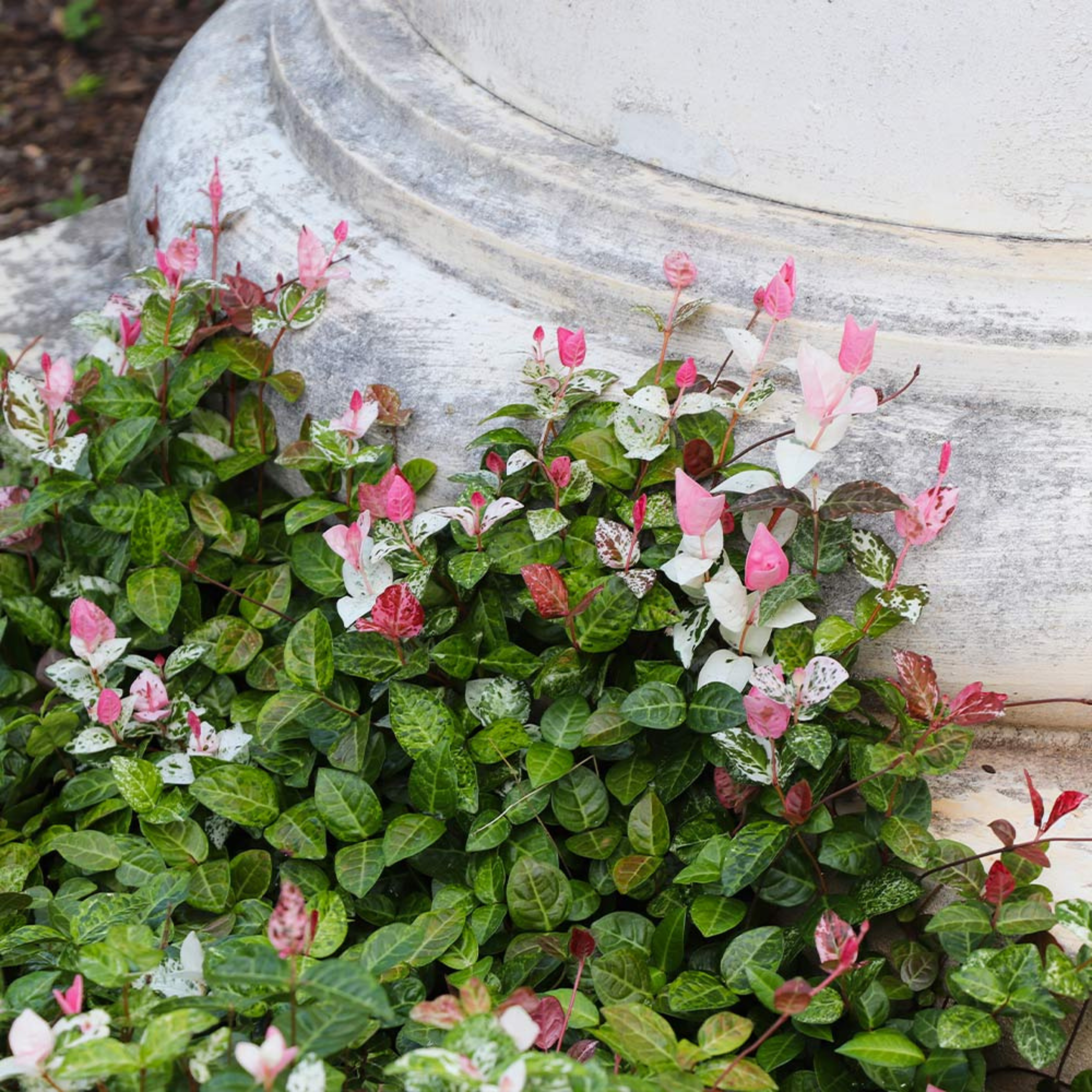 MR Asiatic Jasmine Variegated Ornamental Live Plant - view 2