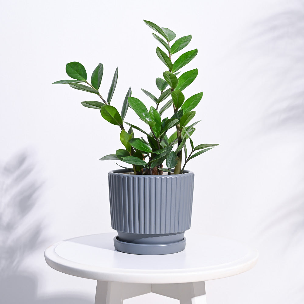 Ugaoo Roma Ceramic Pot