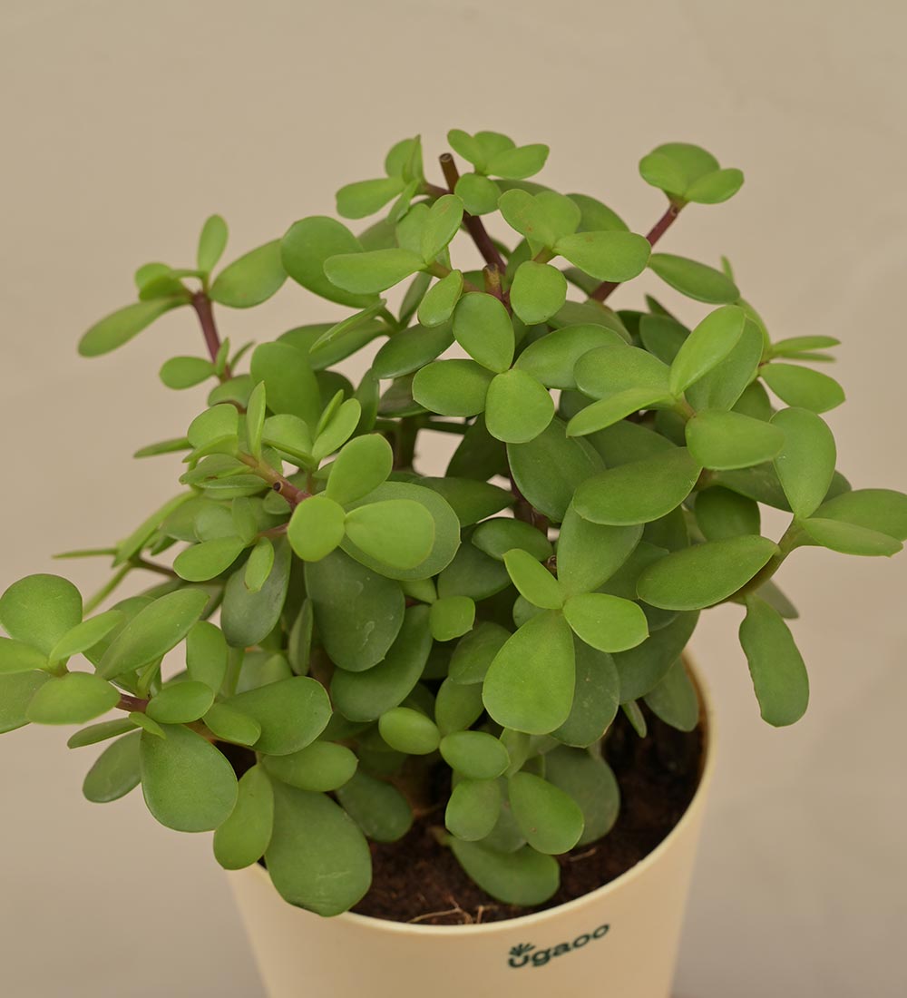 Ugaoo Jade Mini Plant For Environment Day Gifting - view 2