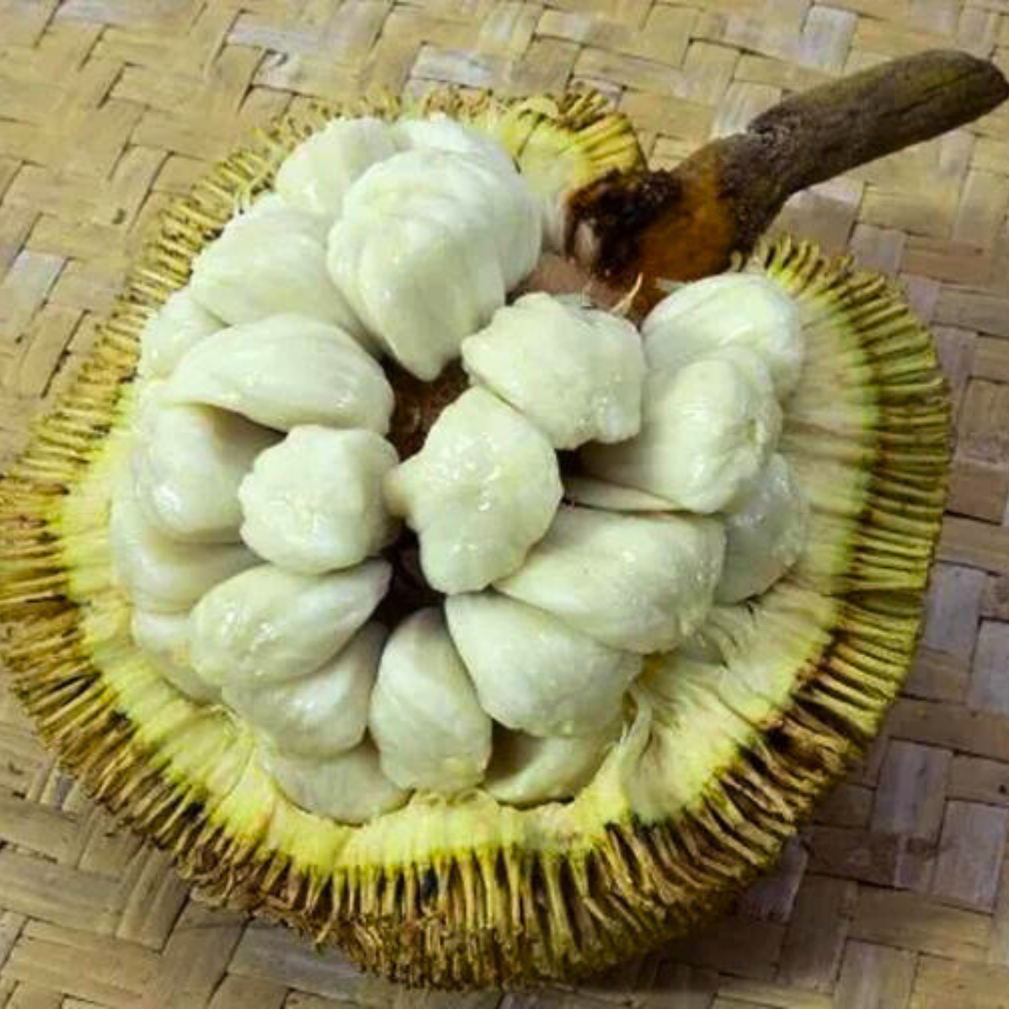 VL Pingan Fruit (Mountain Tarap) Fruit Live Plant - view 3