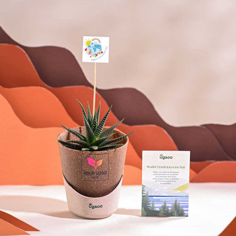 Ugaoo Zebra Haworthia Plant For Environment Day Gifting