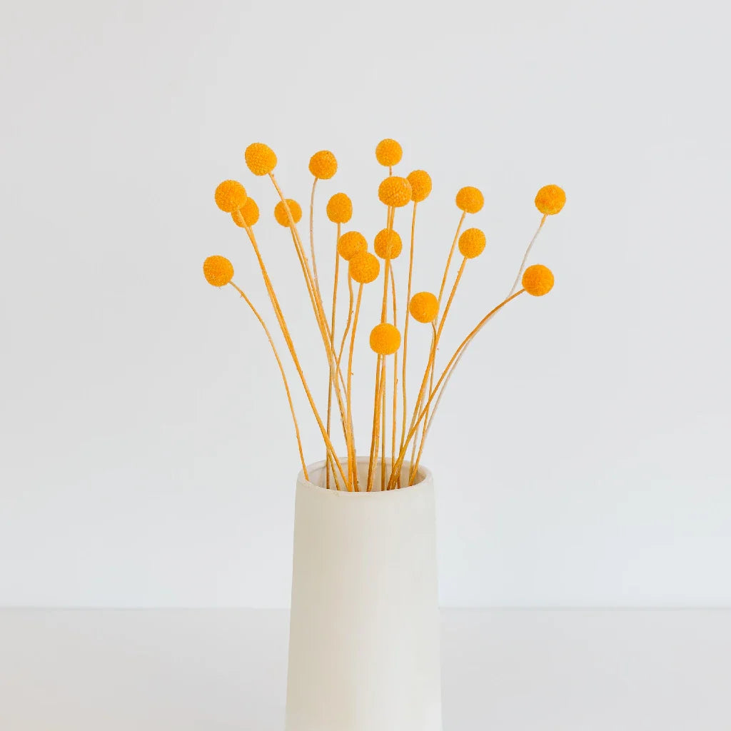 FiftyFlowers Orange Dried Craspedia Billy Balls