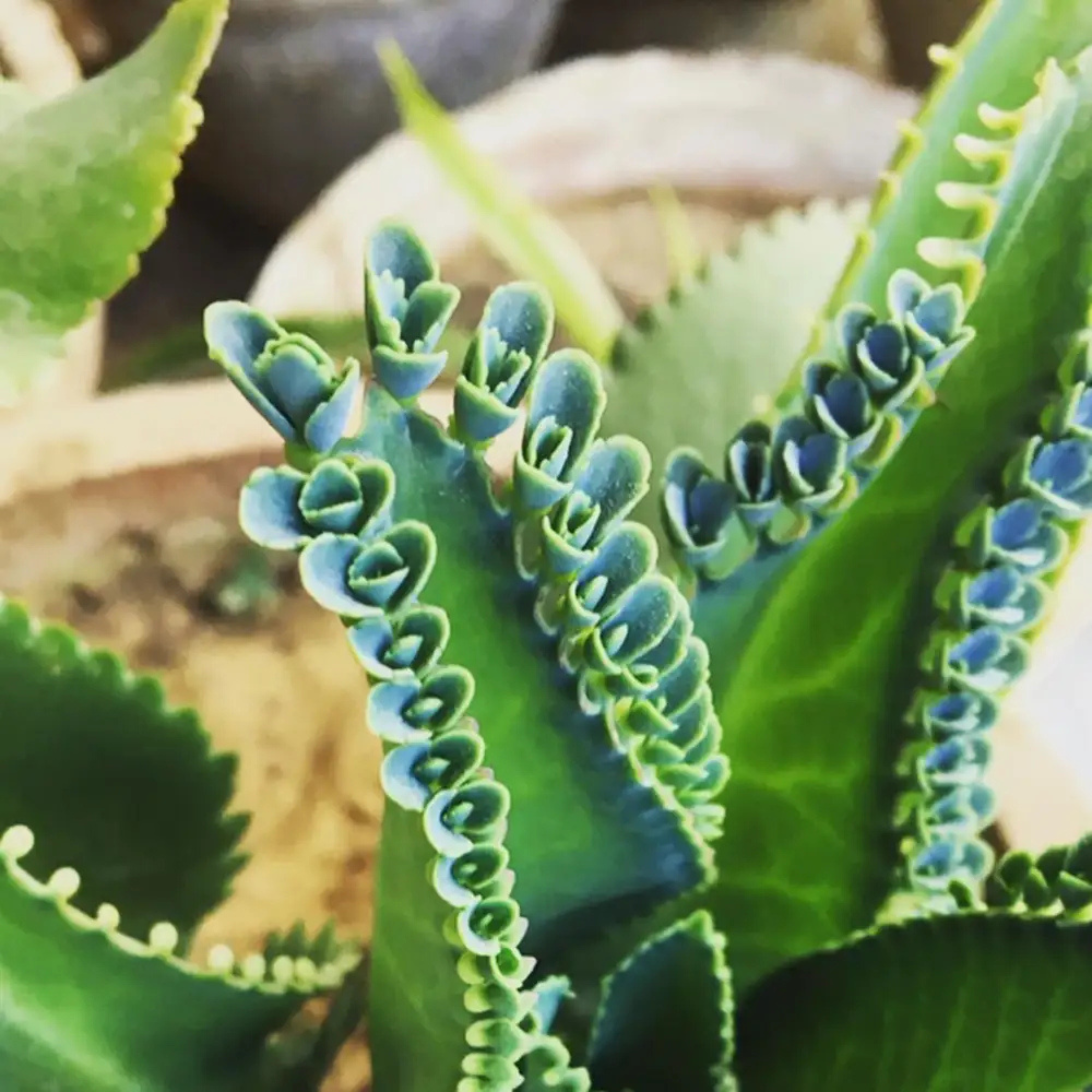 DZ Mother of Thousands (Kalanchoe daigremontian) Succulent Live Plant - view 2