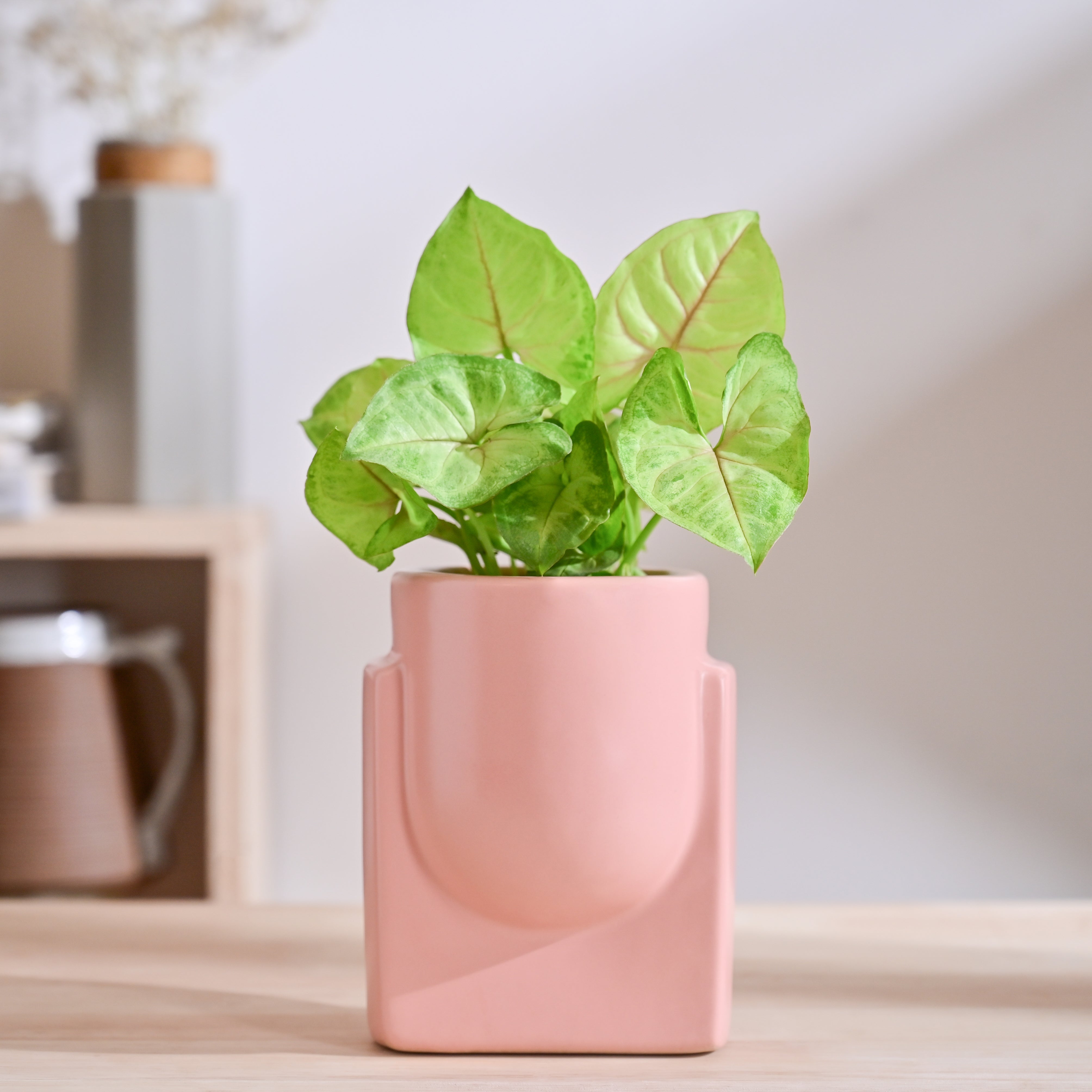 Ugaoo Cats are Gods Ceramic Planter - view 33
