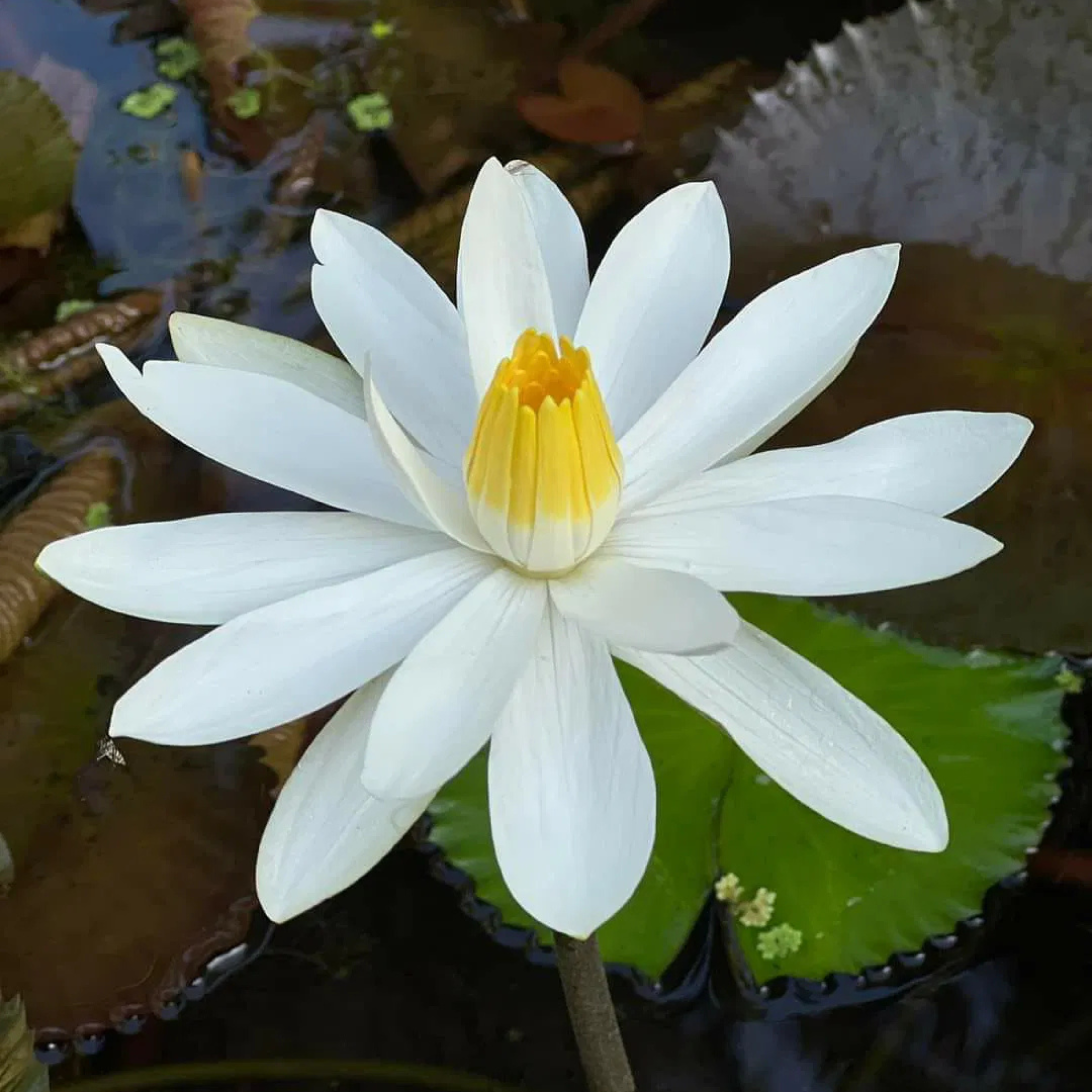 DZ Nymphaea White Night Bloomer - view 2