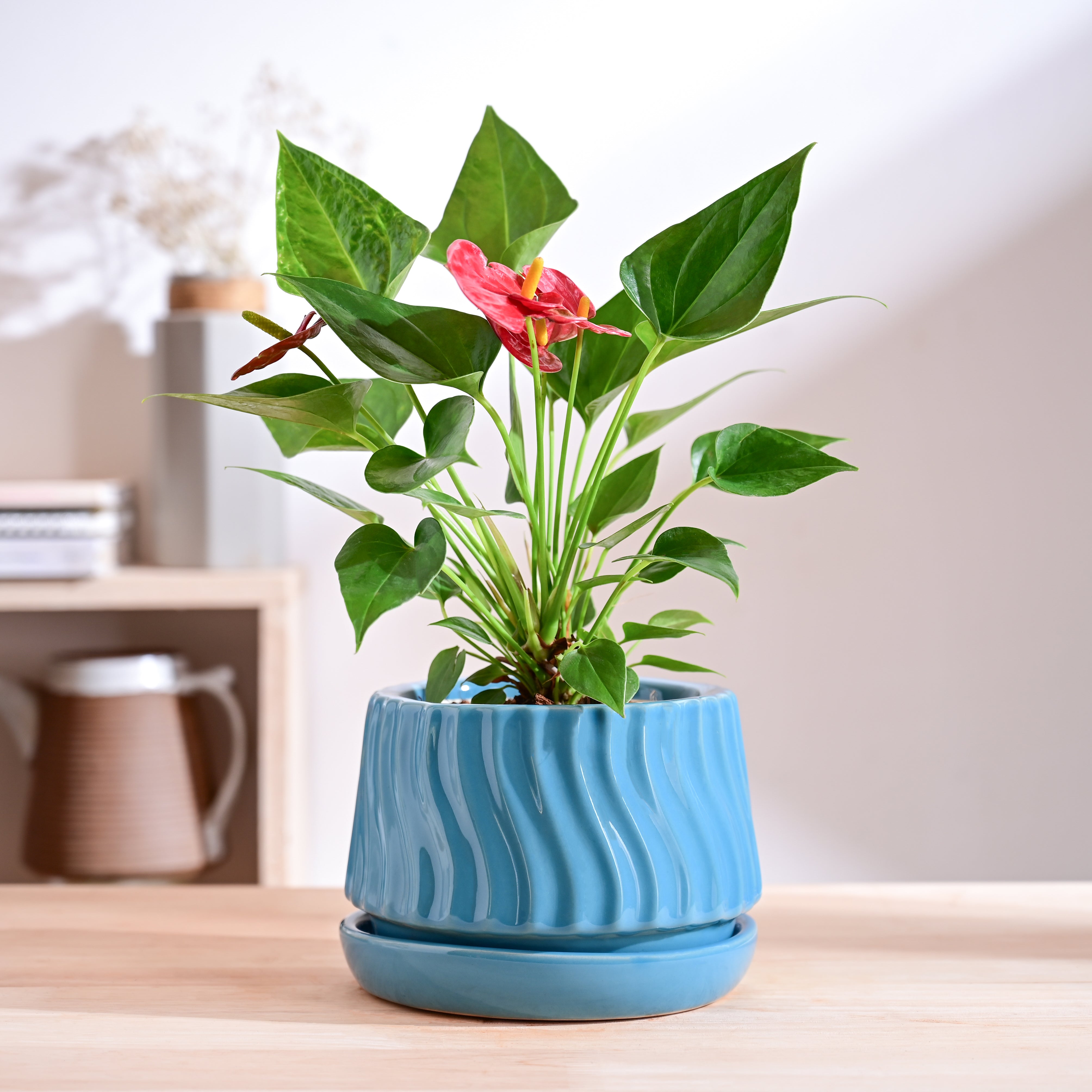 Ugaoo Fallen Angel Ceramic Planter - view 33