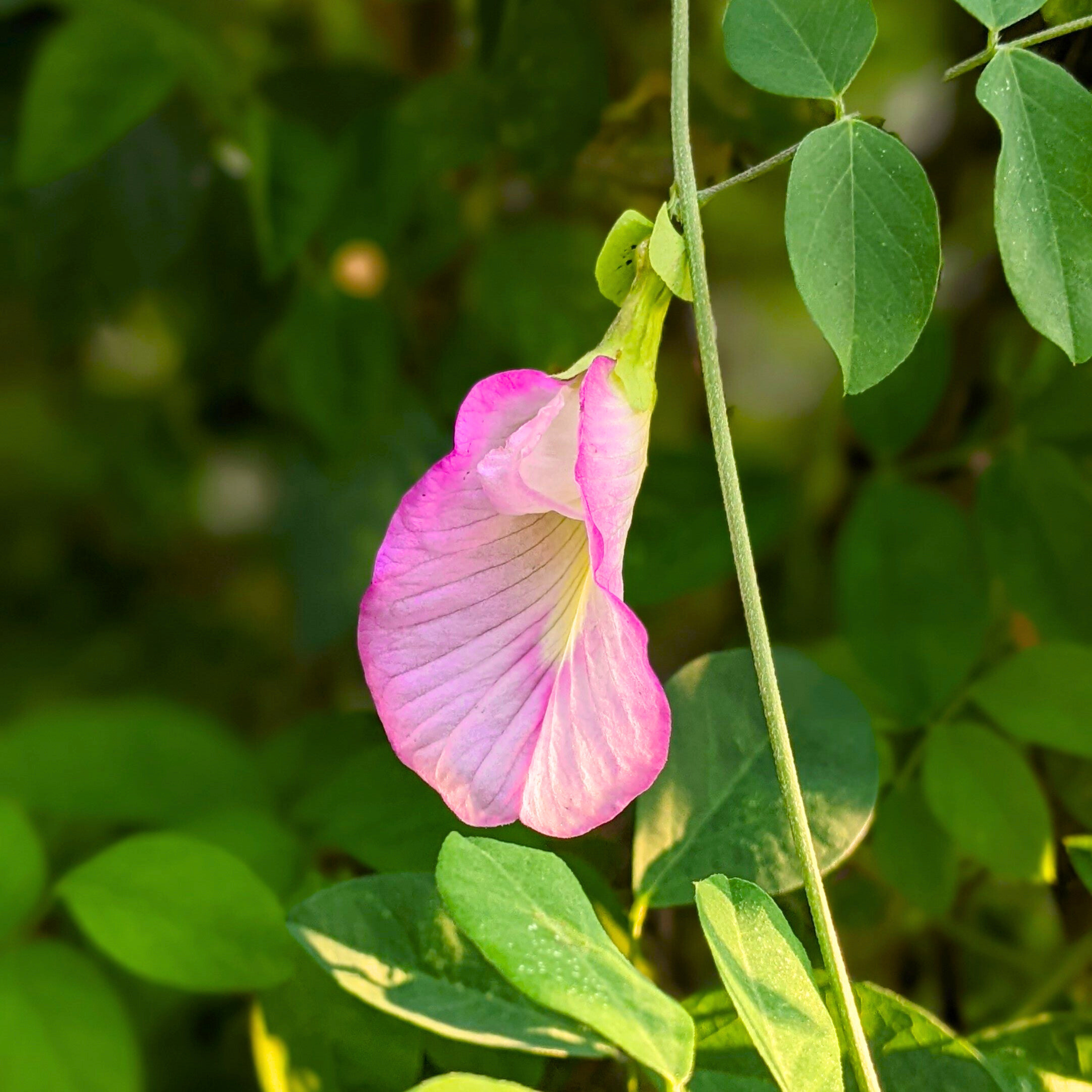 MR Pink Butterfly Pea Vine Single Petal (Clitoria ternatea) Rare Flowering Live Plant - view 2
