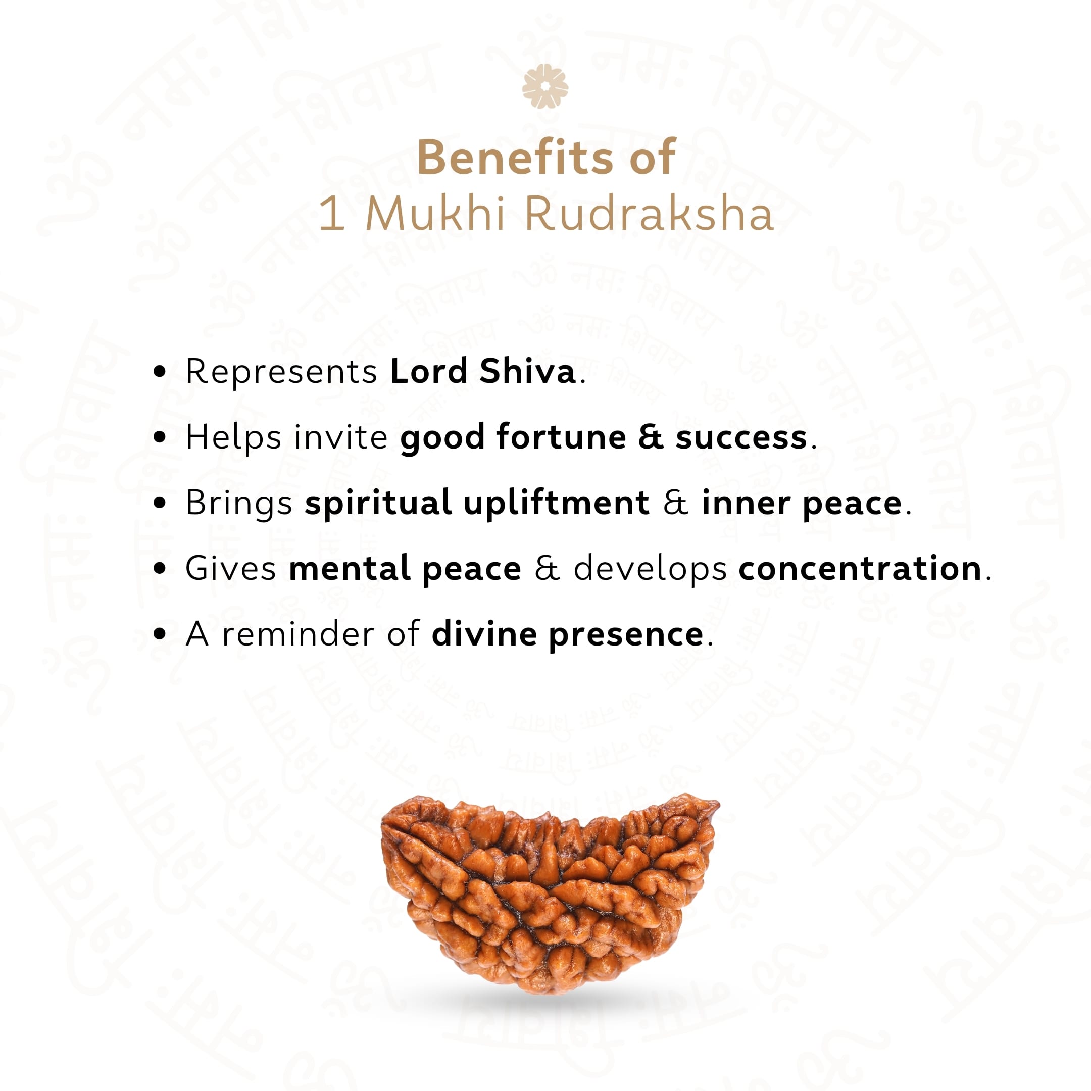 Prinjal Jewellers Premium 1 Mukhi Rudraksha - view 3