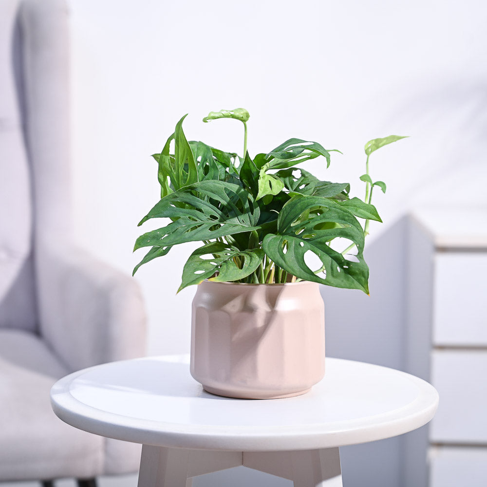 Ugaoo Broken Heart Plant - view 175