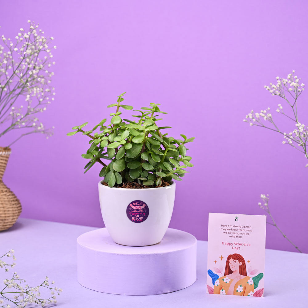 Ugaoo Jade Mini Plant Women's Day Gift - view 2