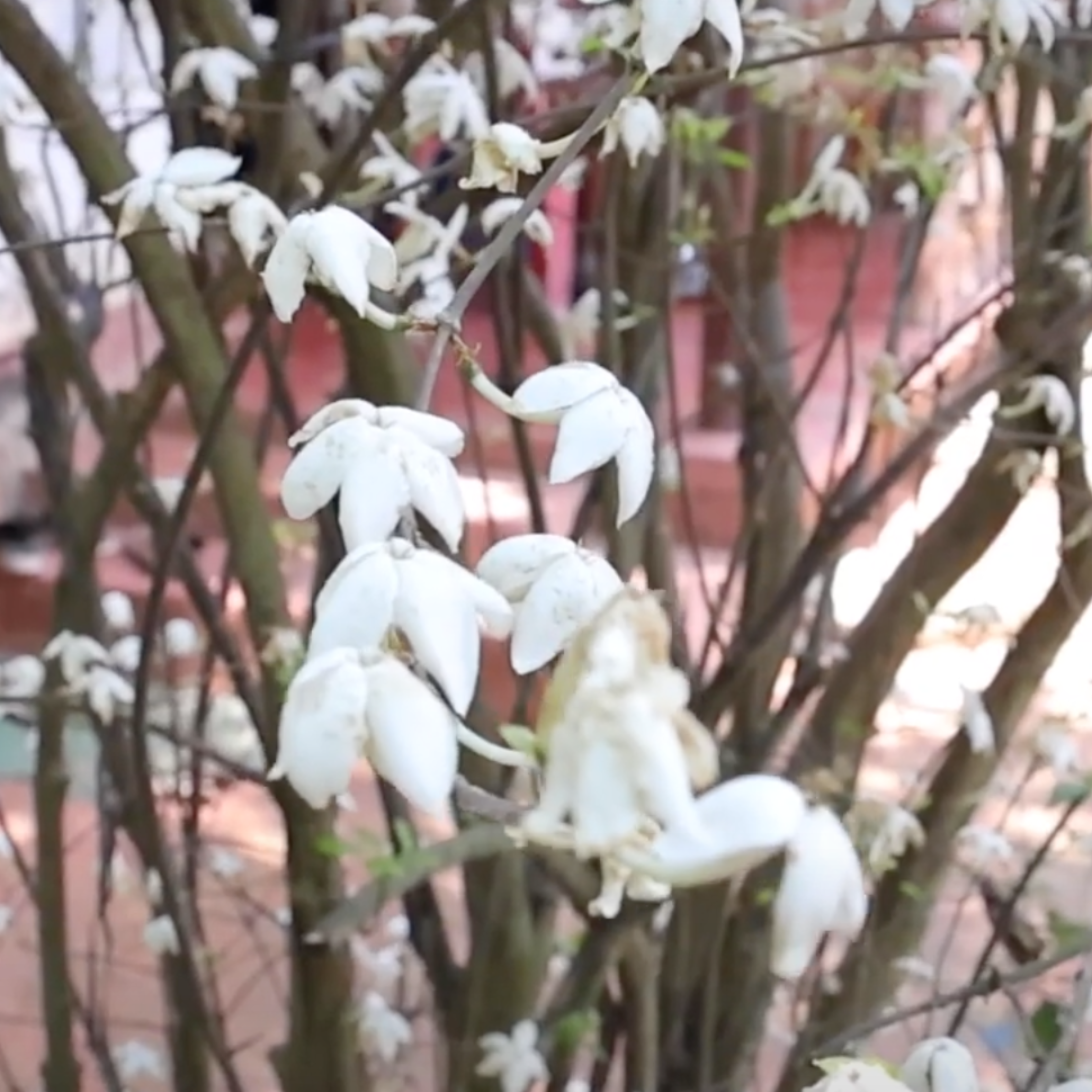 DZ Pushkara Mulla Highly Fragrant Medicinal / Flowering Live Plant - view 3