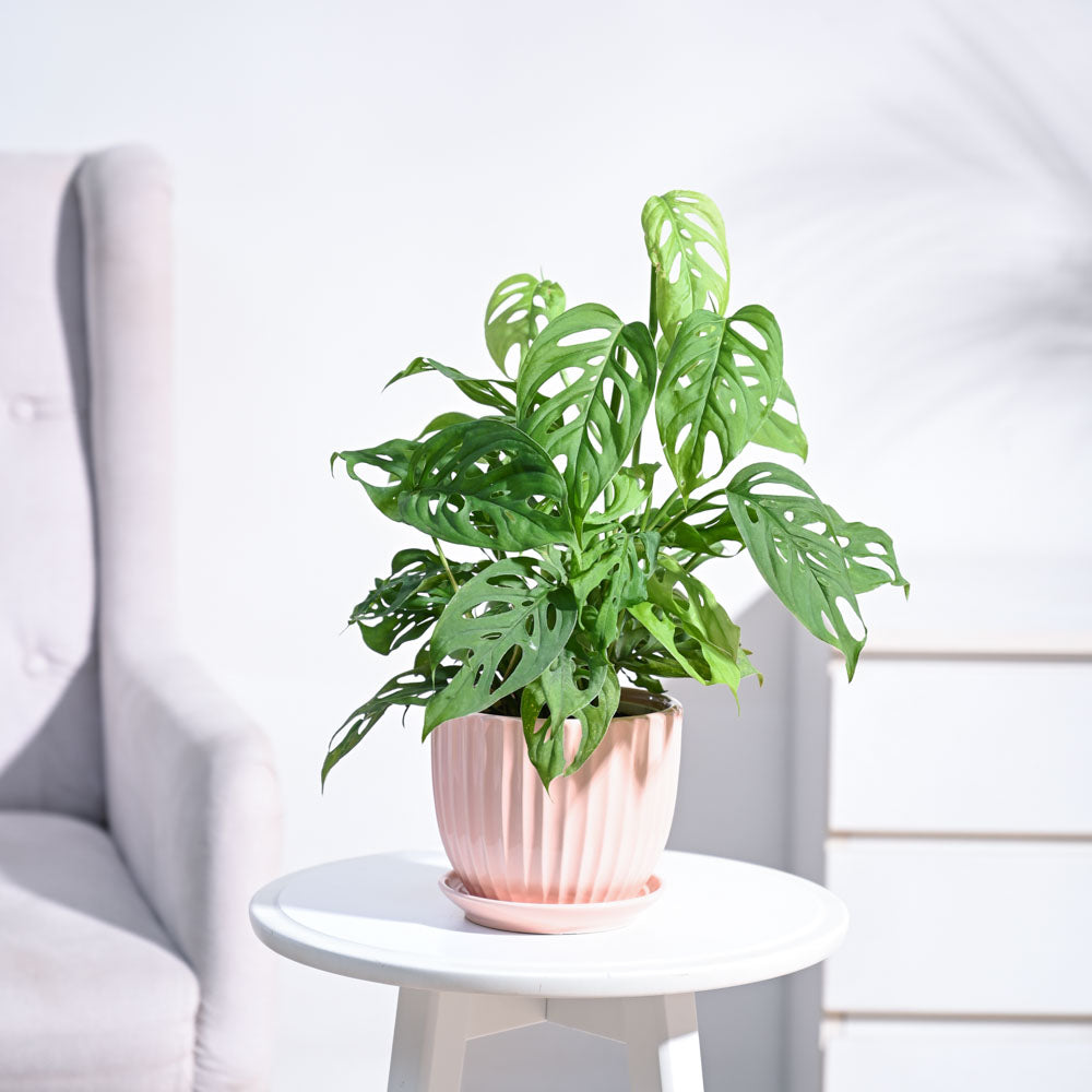 Ugaoo Broken Heart Plant - view 128
