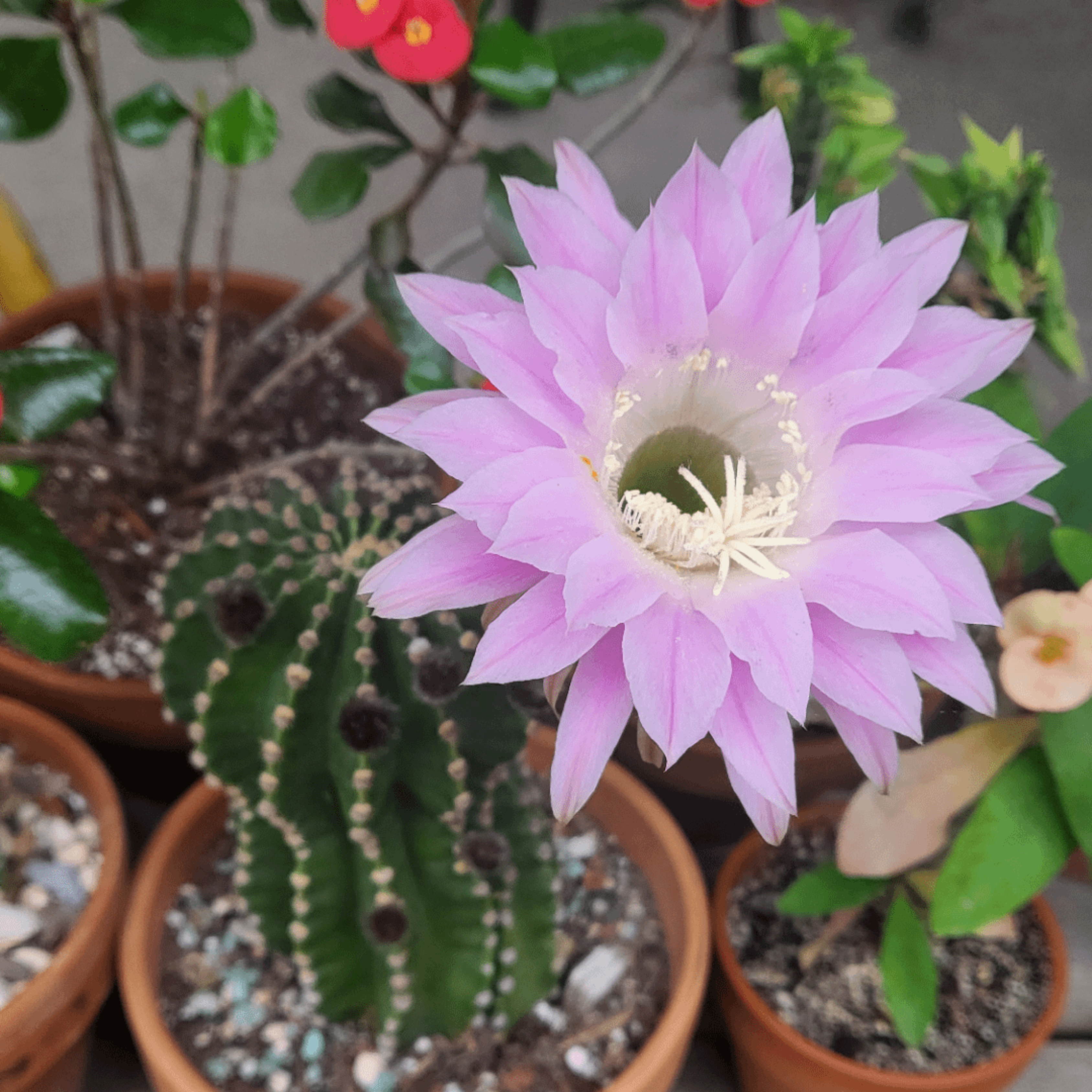 DZ Echinopsis Tubiflora Cactus - view 3