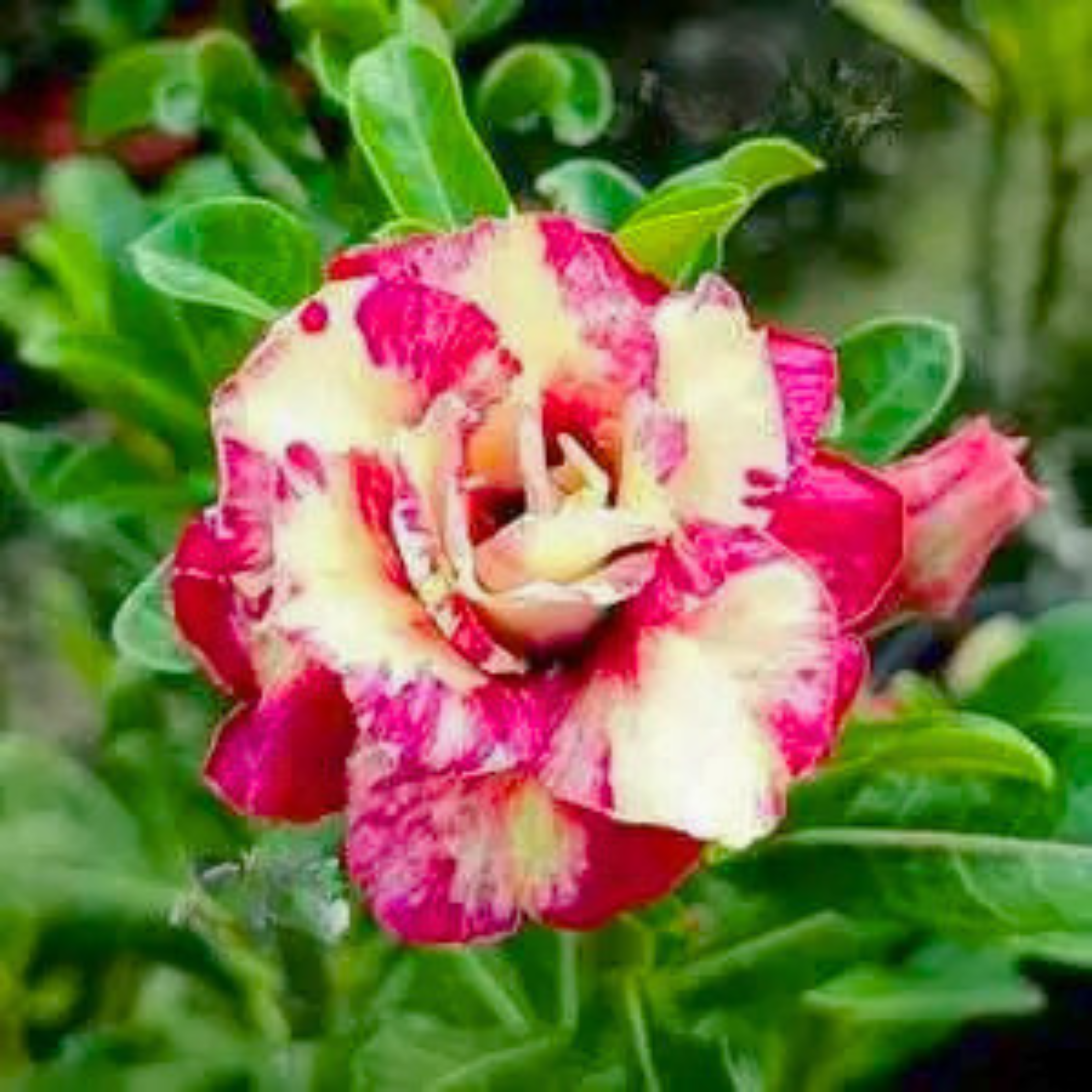 DZ Adenium Rosy Tiger Flowering Live Plant - view 2