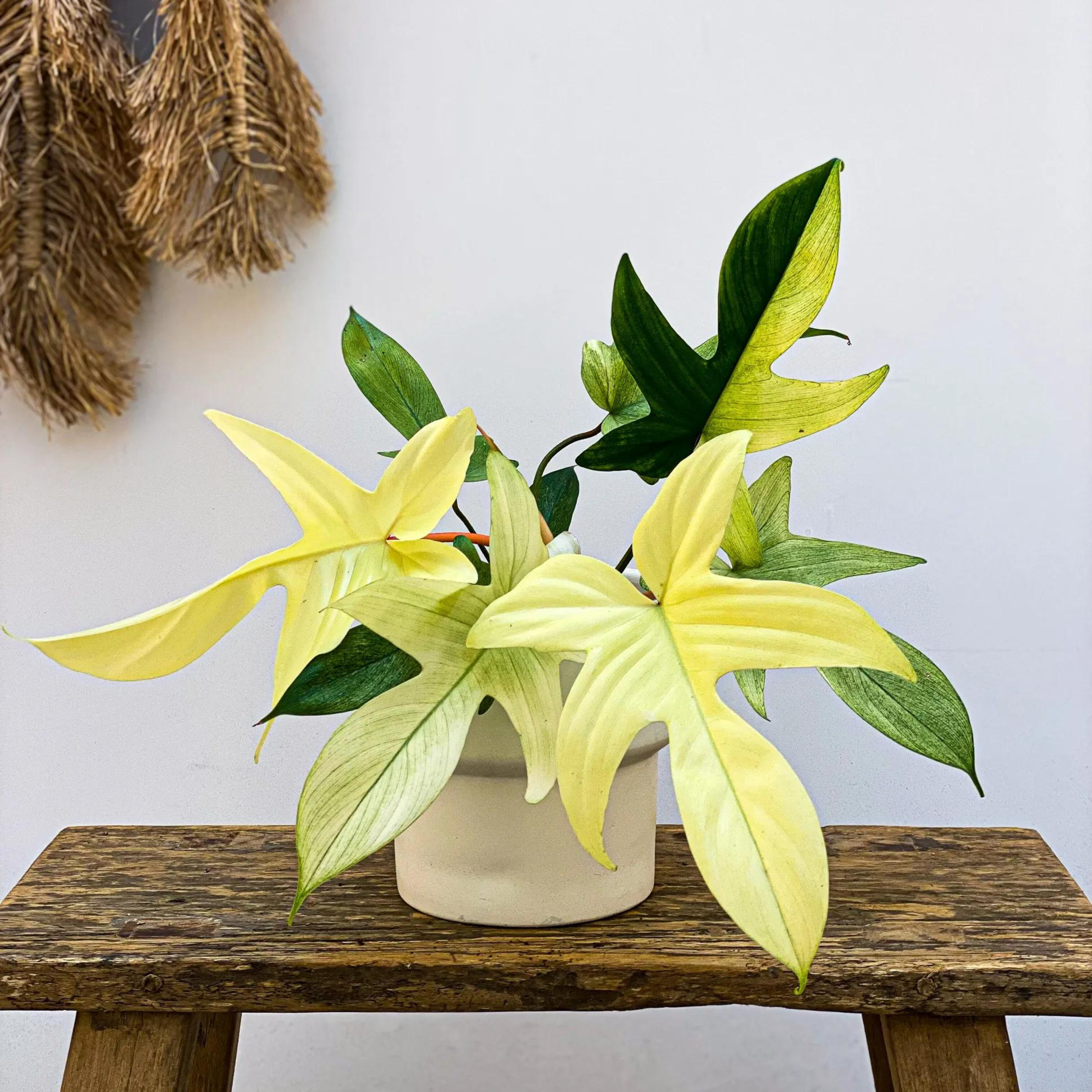 DZ Philodendron Florida Ghost Indoor/Outdoor Live Plant - view 3