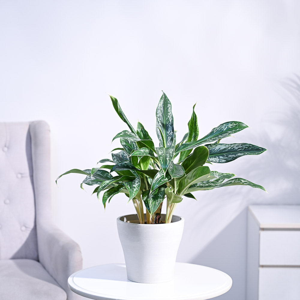 Ugaoo Aglaonema Queen Plant - view 52