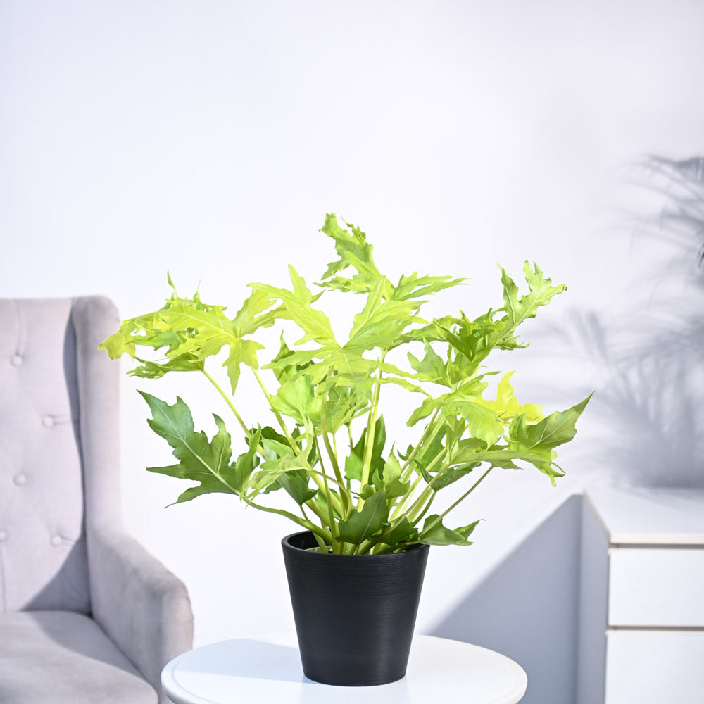 Ugaoo Philodendron Selloum Golden Plant - view 31