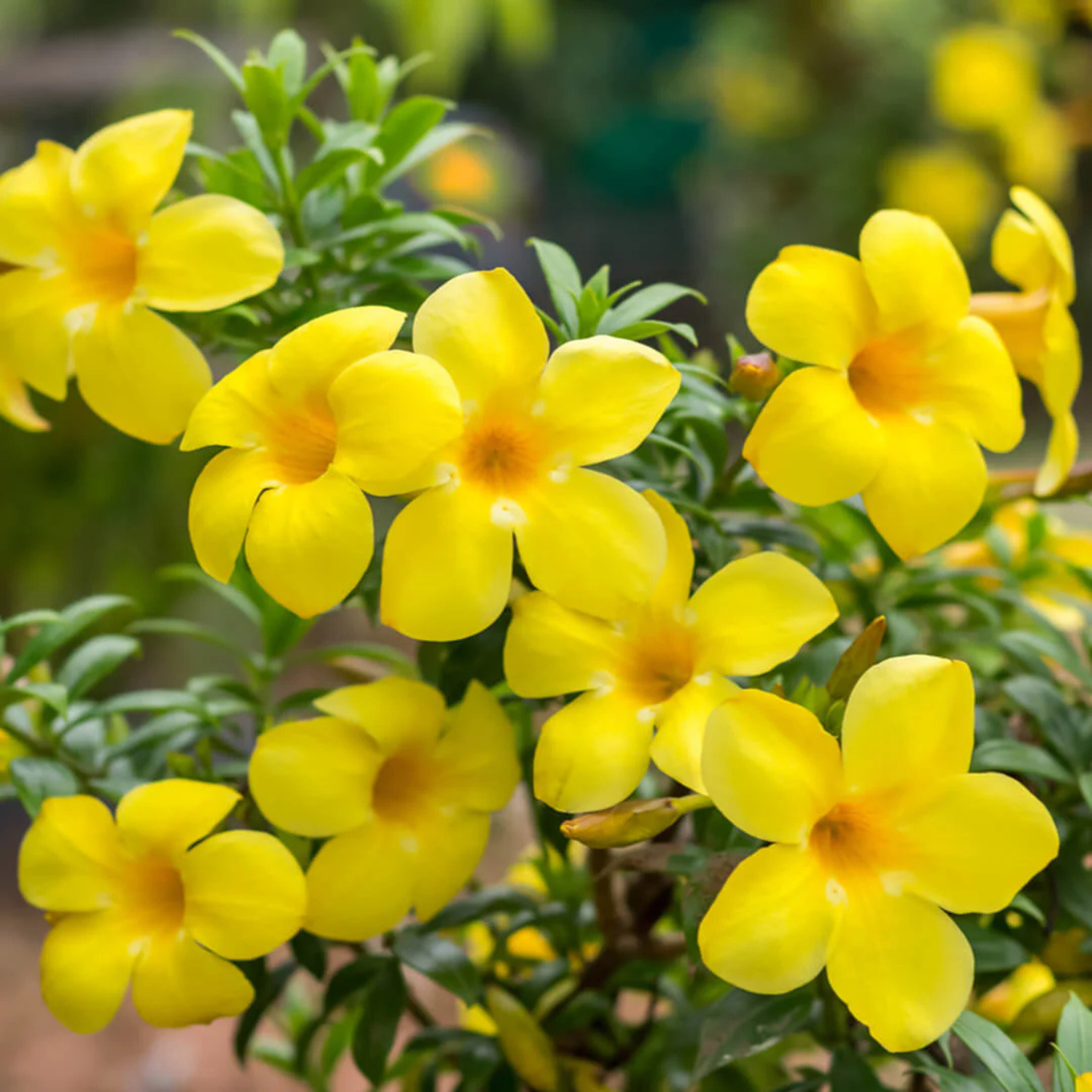 MR Allamanda Flowering Plants Combo - view 4