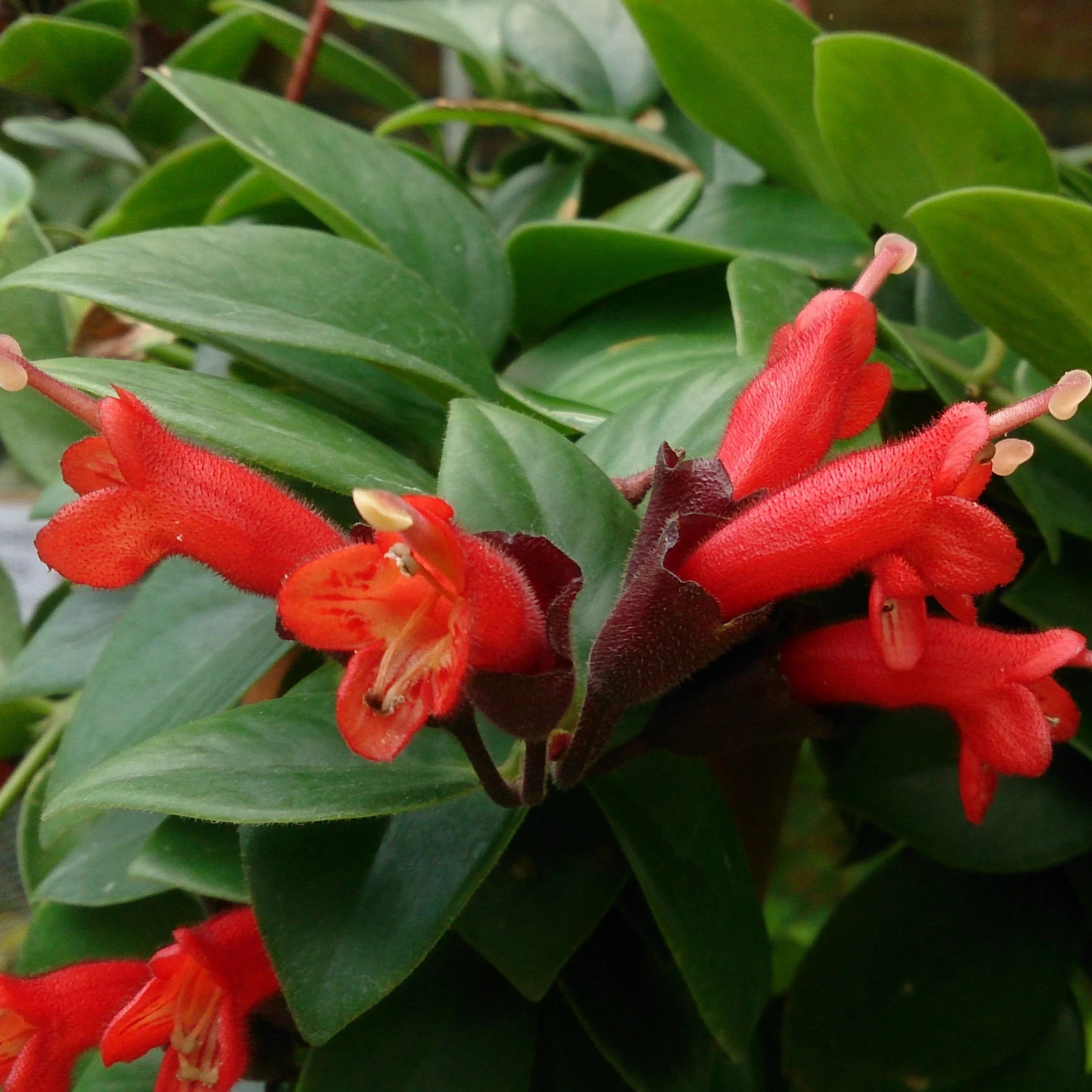 DZ Lipstick Vine / Basket Vine (Aeschynanthus radicans) Rare Flowering Live Plant
