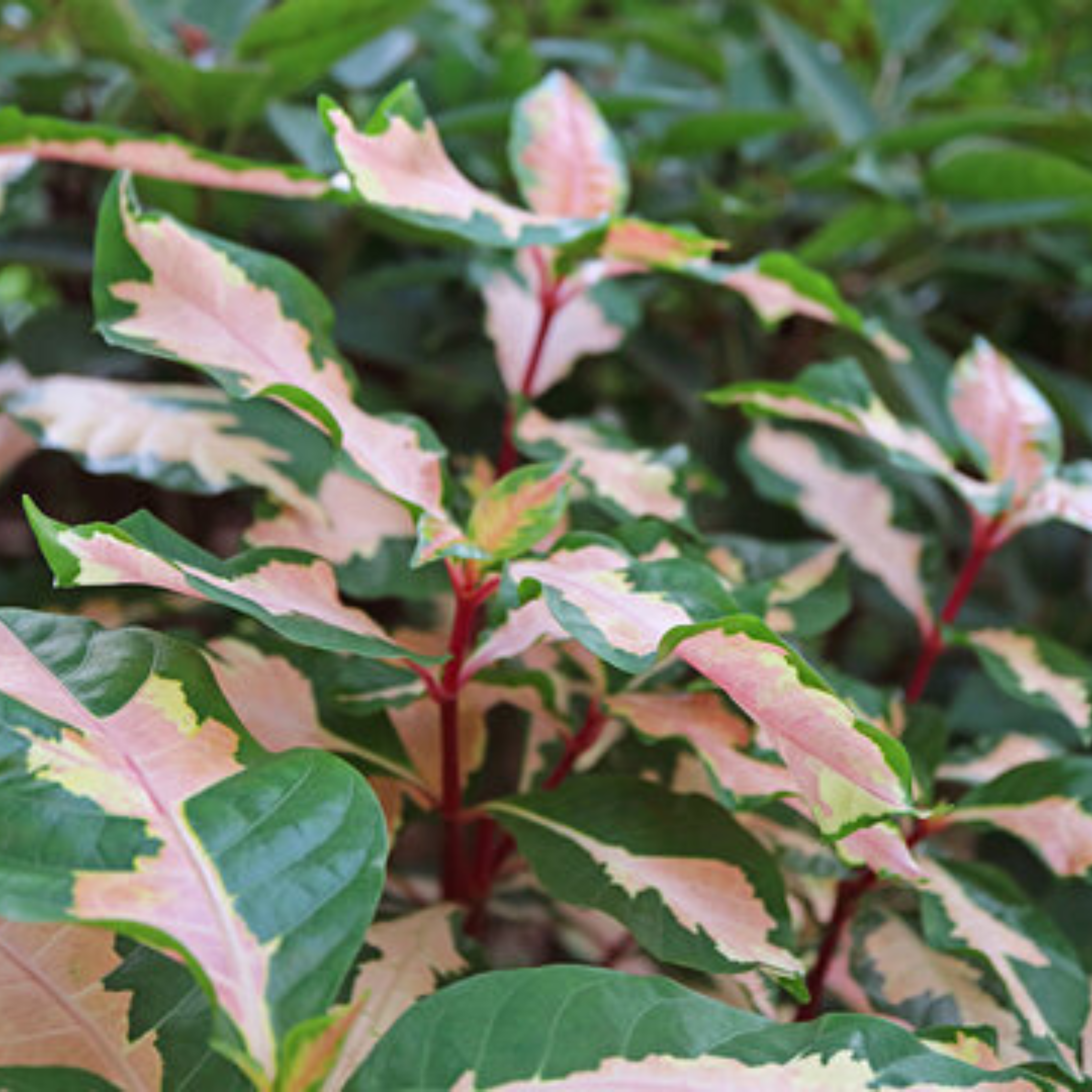 Pictum live plant – MR Tricolor Caricature / Rainbow Bush (Graptophyllum pictum) Live Plant