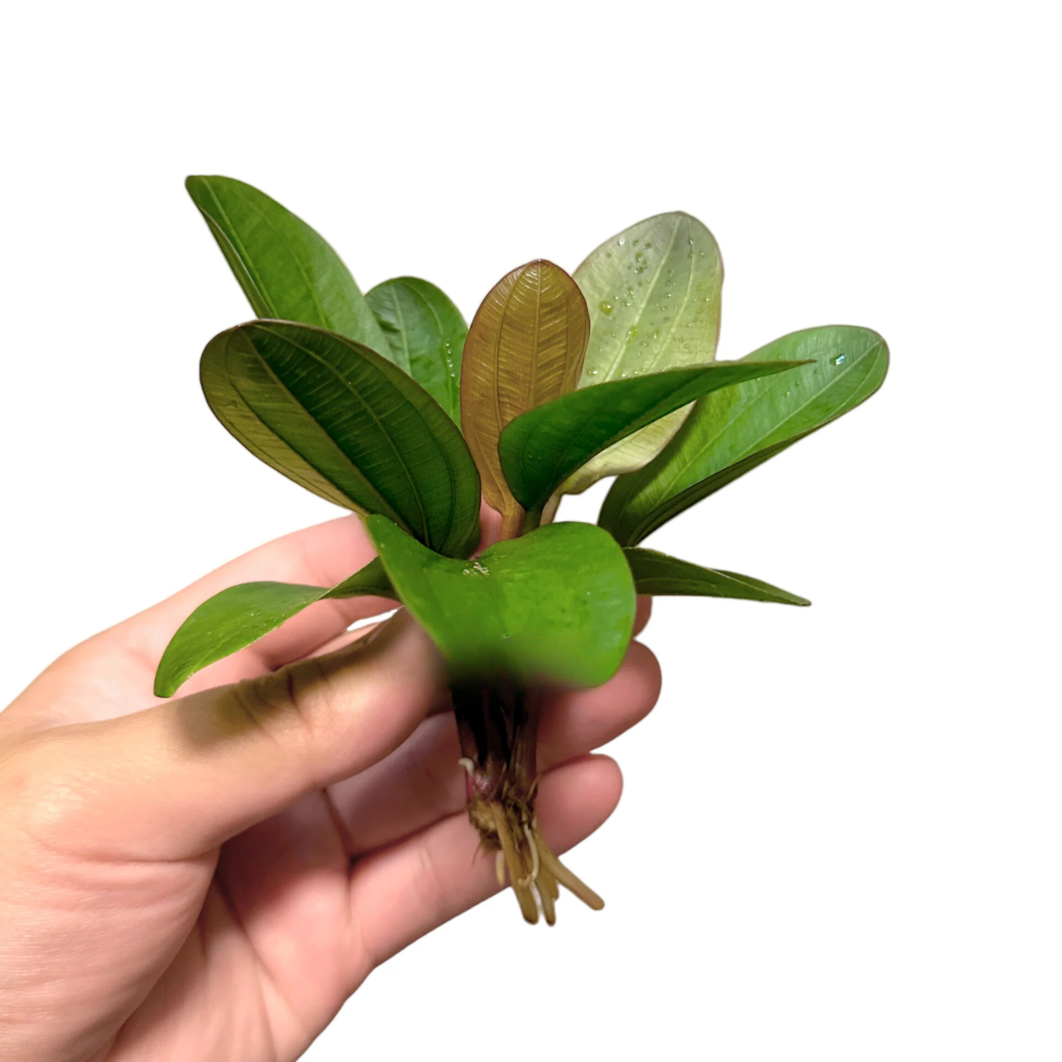 MRWP Echinodorus Big Bear (Big Bear Sword) Aquarium Live Plant - view 2