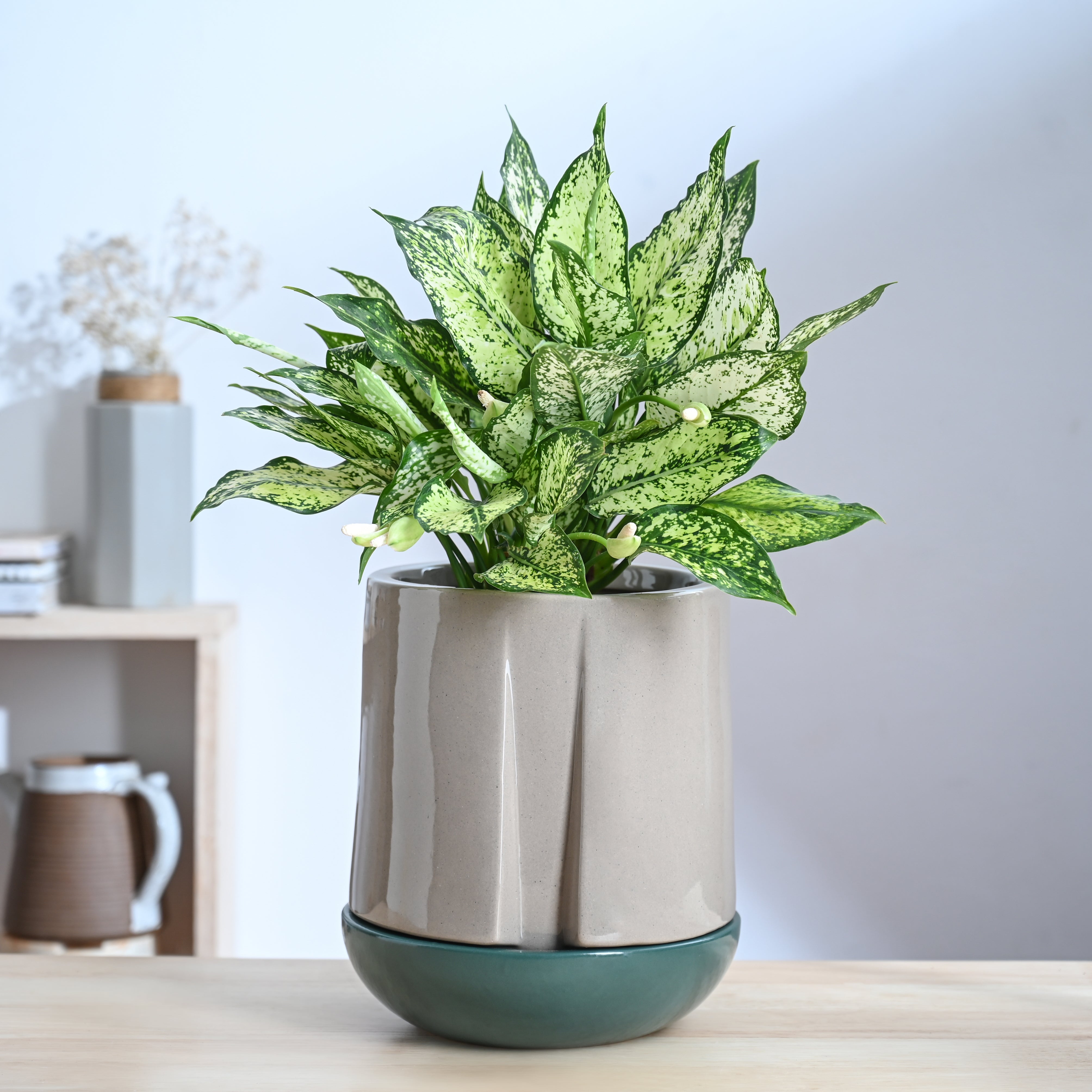 Ugaoo Moonlight Drama Ceramic Planter
