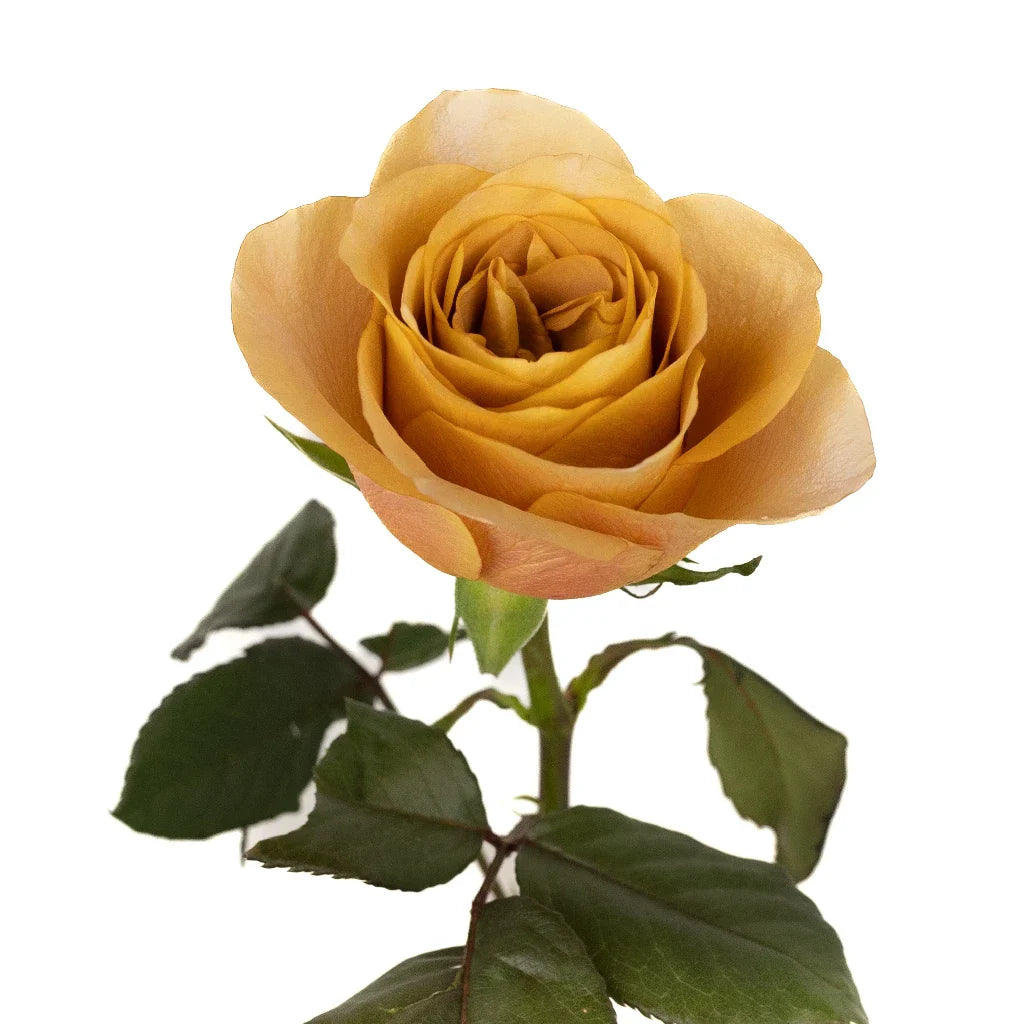 FiftyFlowers Ginger Snap Garden Rose - view 2
