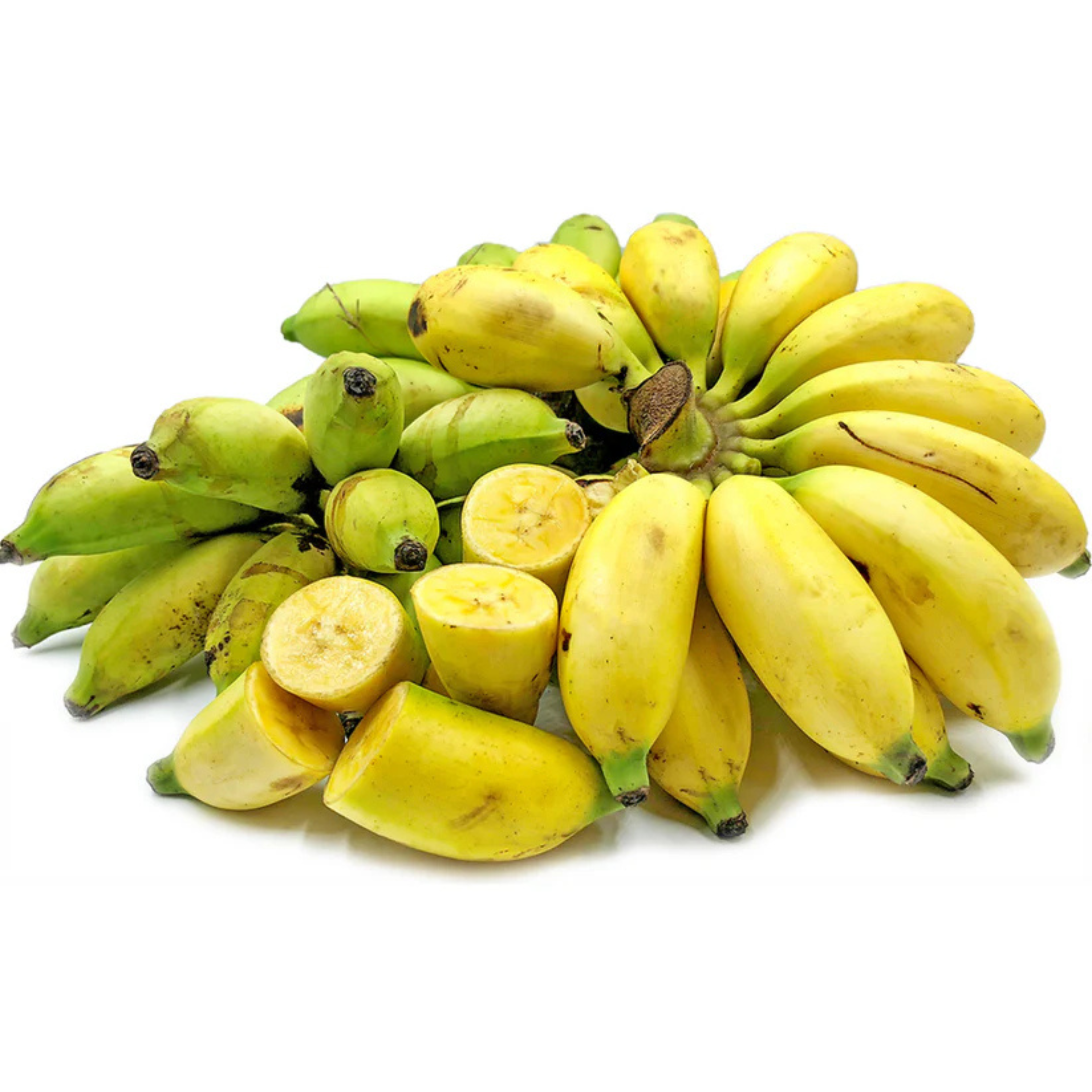 VL Thousand Fingers Bananas (Musa Pisang Seribu) Rare Fruit Live Plant - view 2