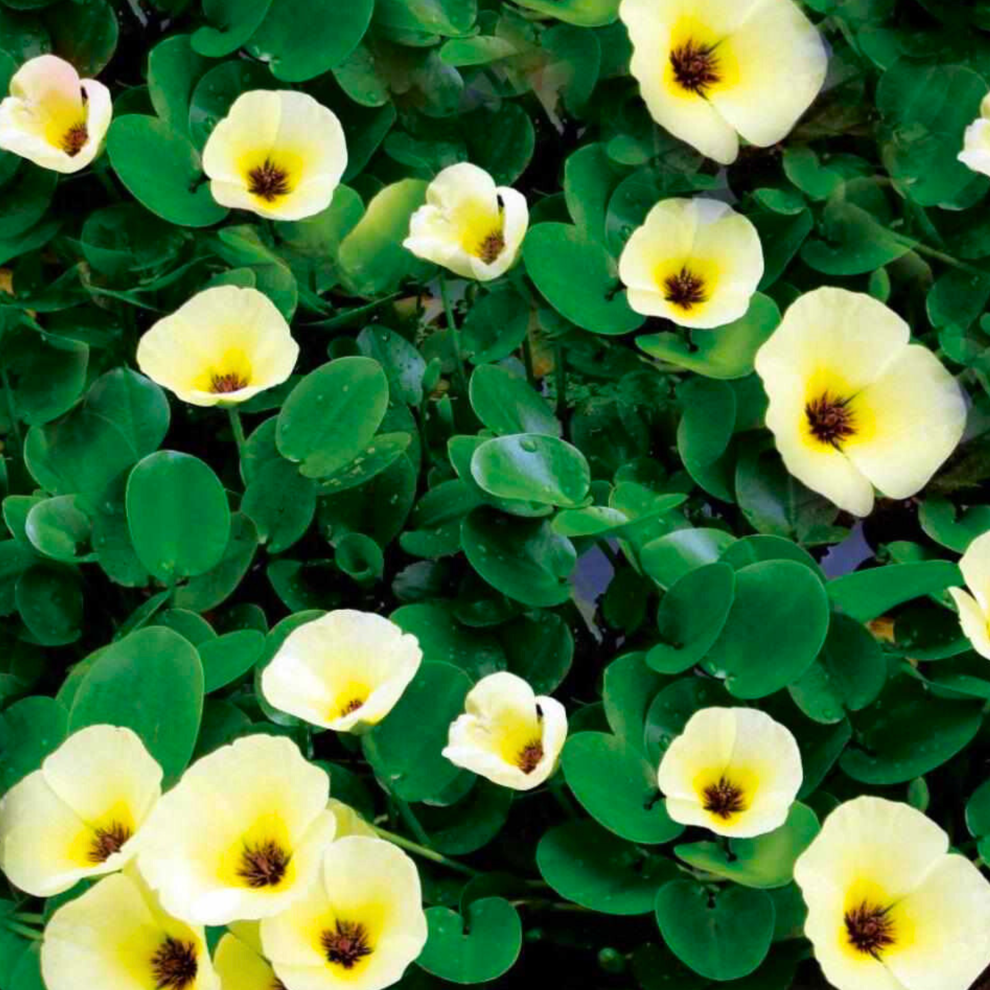 DZ Water Poppy (Hydrocleys Nymphoides) Live Plant