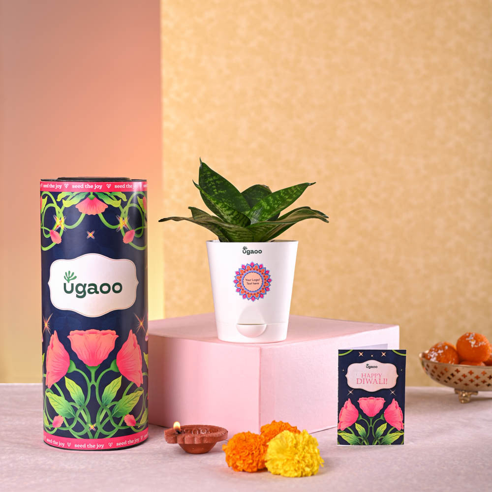Ugaoo Snake Plant - Green Diwali Gift
