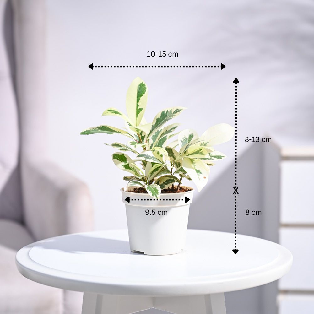 Ugaoo Ficus Prestige Plant - view 63