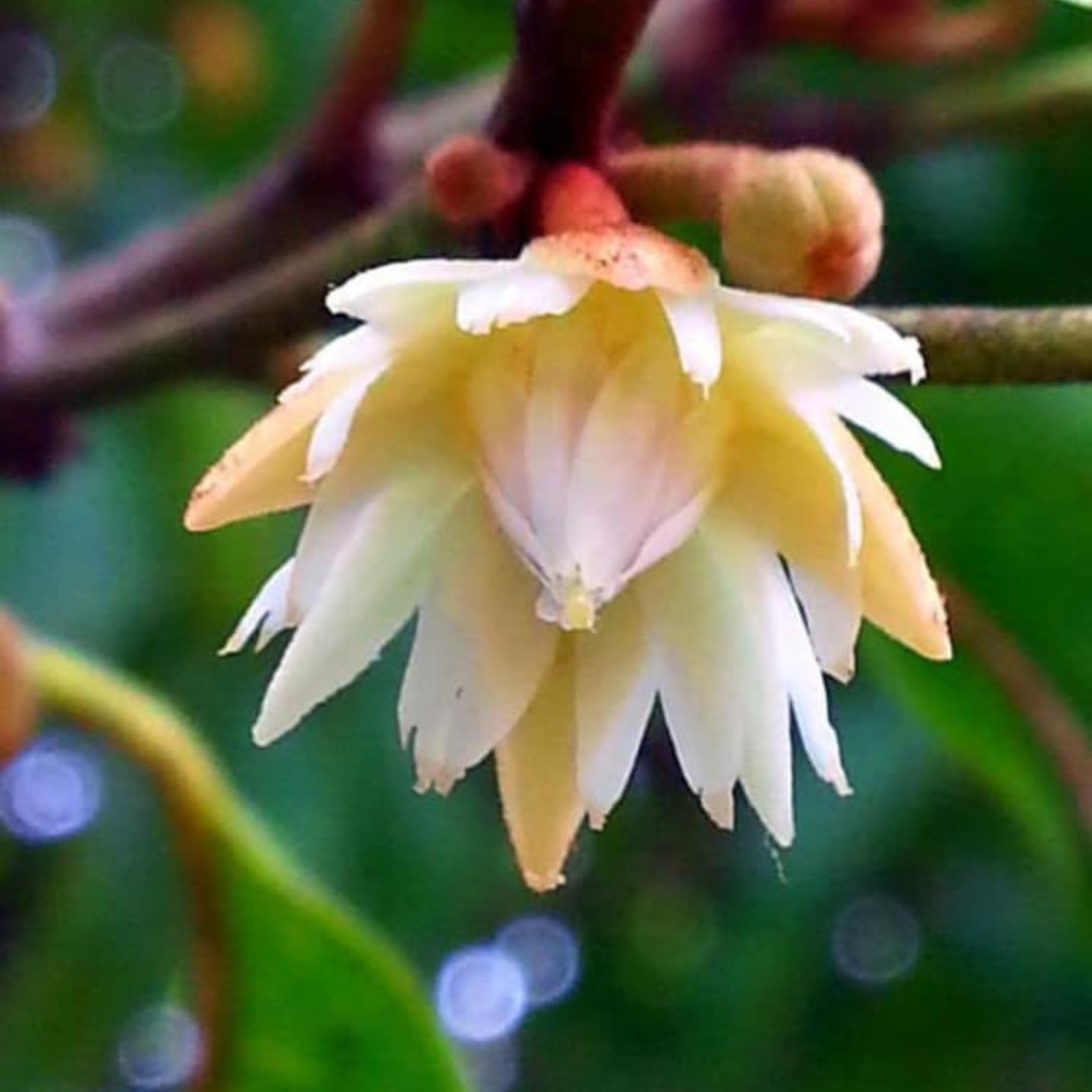 MR Spanish Cherry / Elanji (Maulsari) Rare Flowering / Medicinal Live Plant - view 2