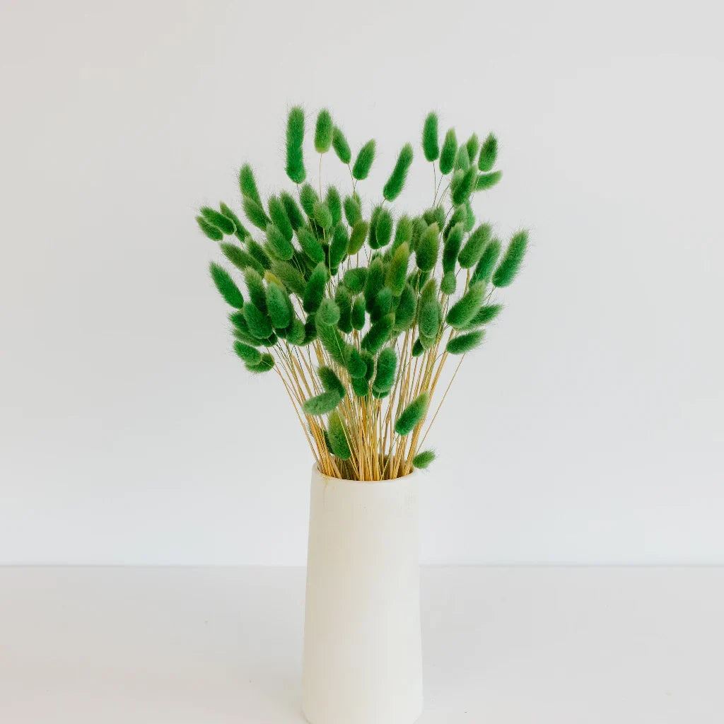 FiftyFlowers Green Dried Bunny Tail Grass