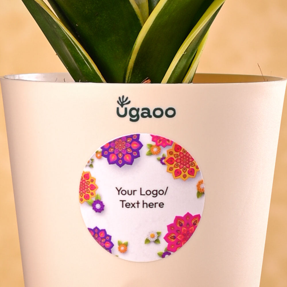 Ugaoo Snake Plant - Golden Hahnii Diwali Gift - view 3