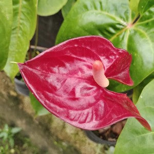 DZ Anthurium Liver Red with Flower
