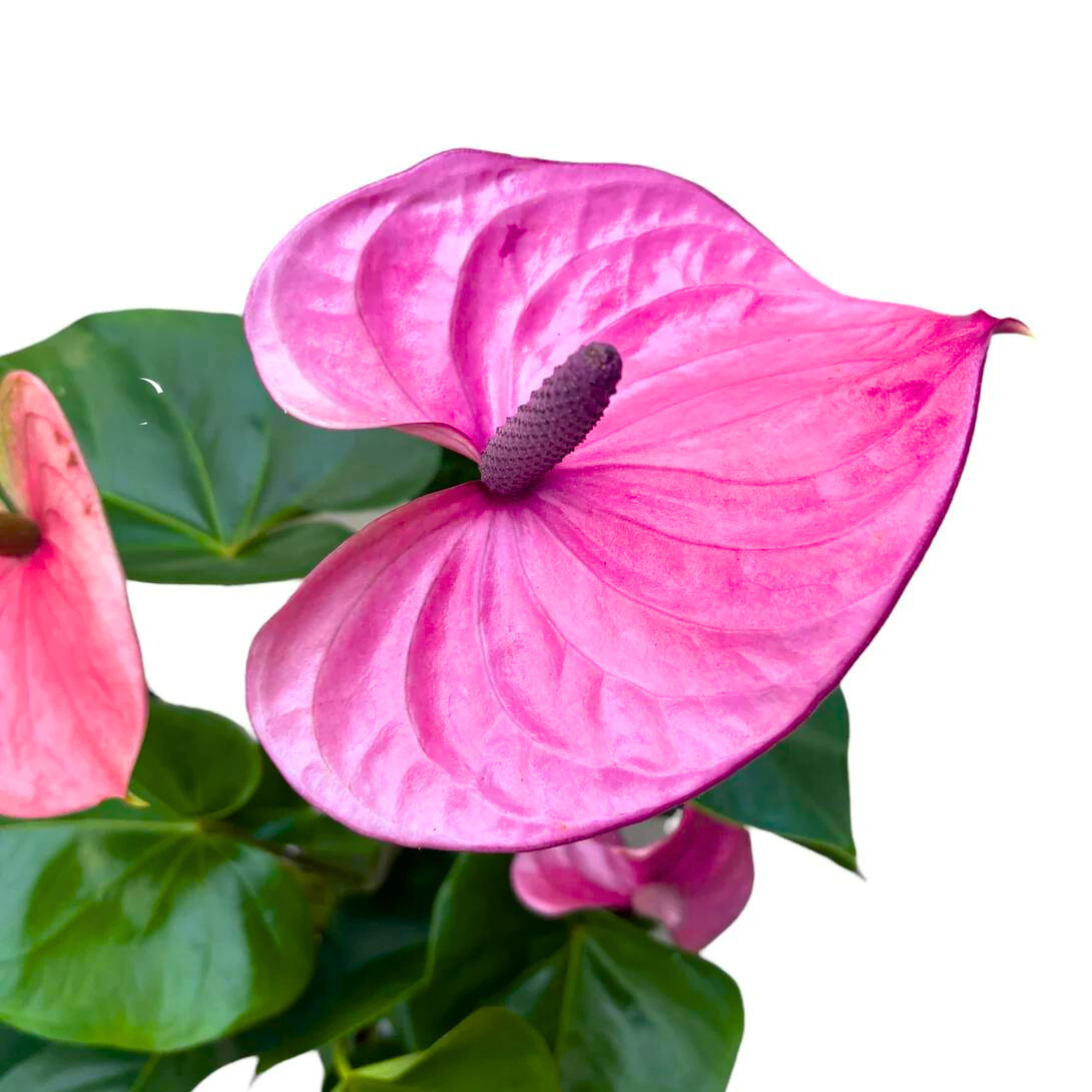 DZ Dwarf Anthurium Cavalli Indoor/Outdoor Live Plant - view 3